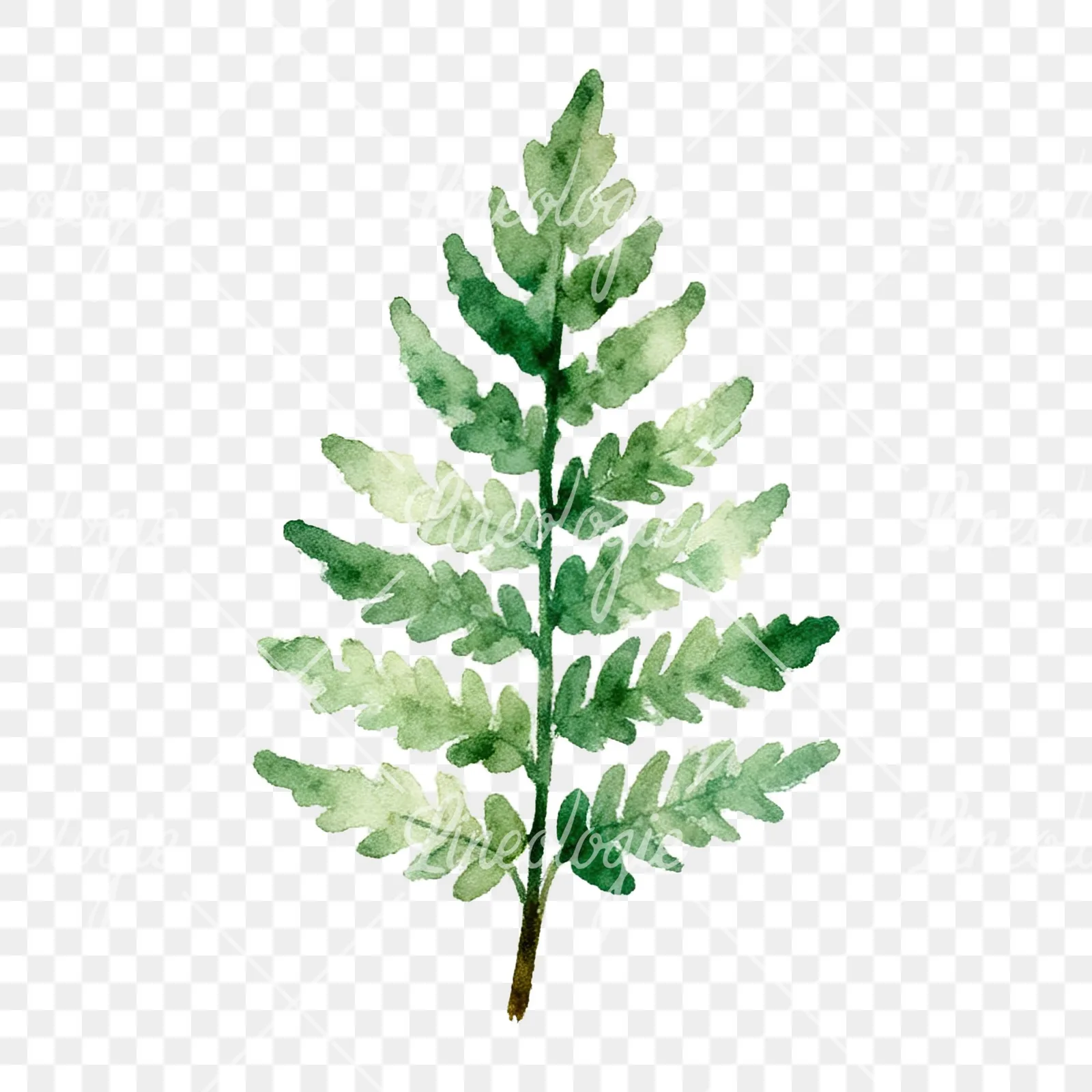 Watercolor fern with pine needle clipart 5 of 9 on a transparent background (PNG)