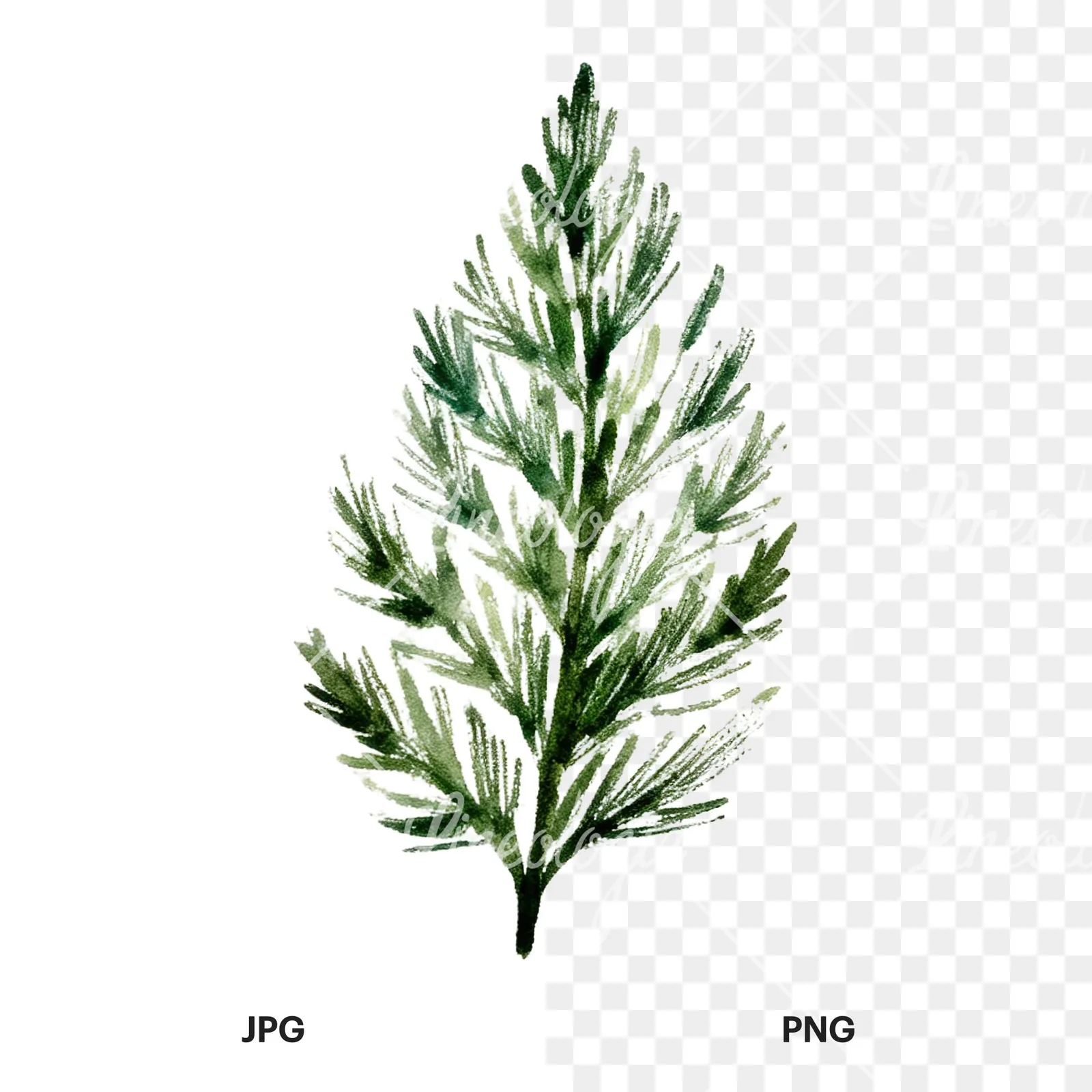 Watercolor fern with pine needle clipart 6 of 9, as a JPG on white and a transparent PNG