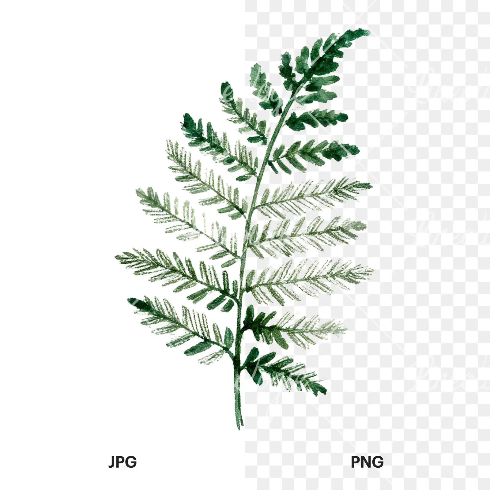 Watercolor fern with pine needle clipart 7 of 9, as a JPG on white and a transparent PNG