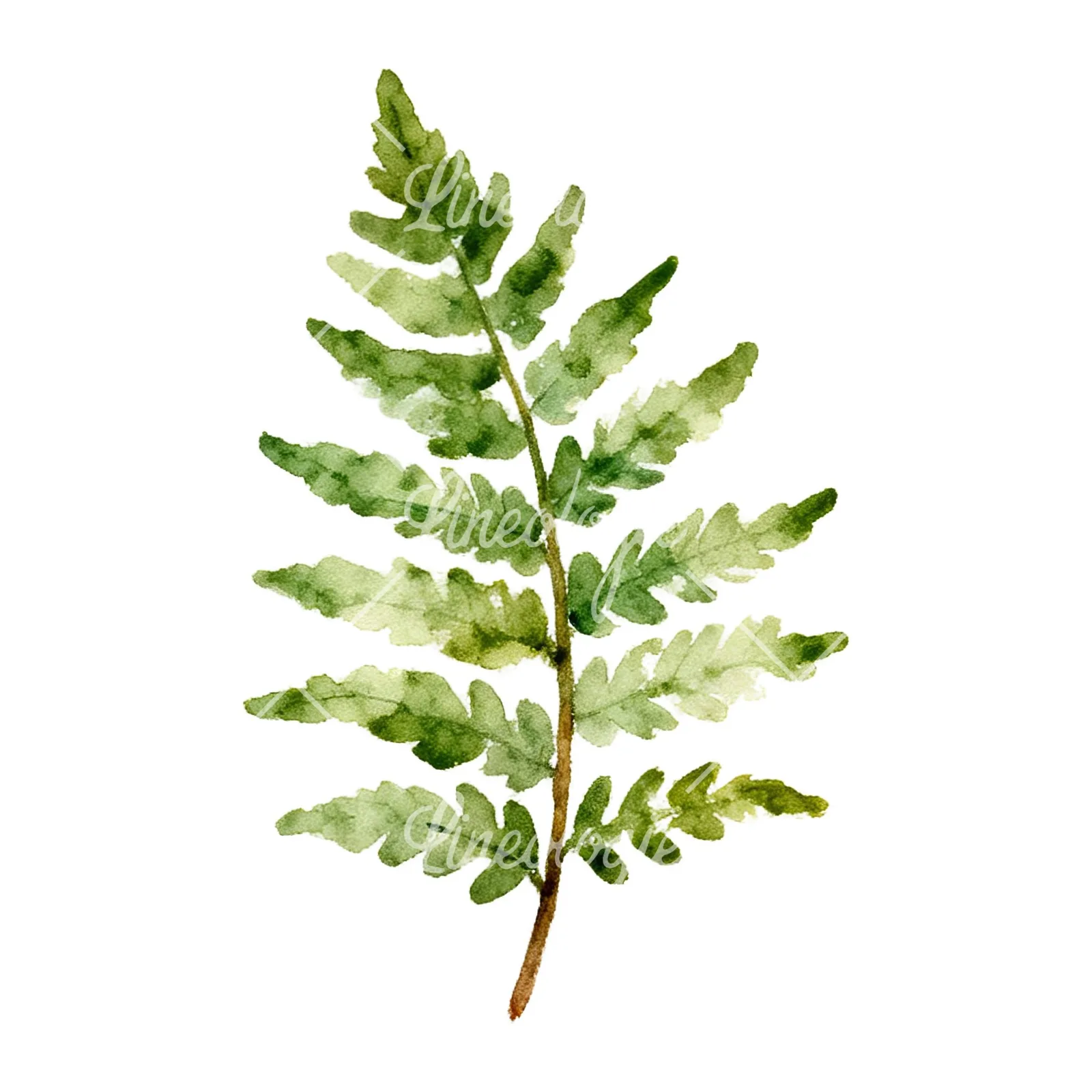 Watercolor fern with pine needle clipart 8 of 9 on a white background (JPG)