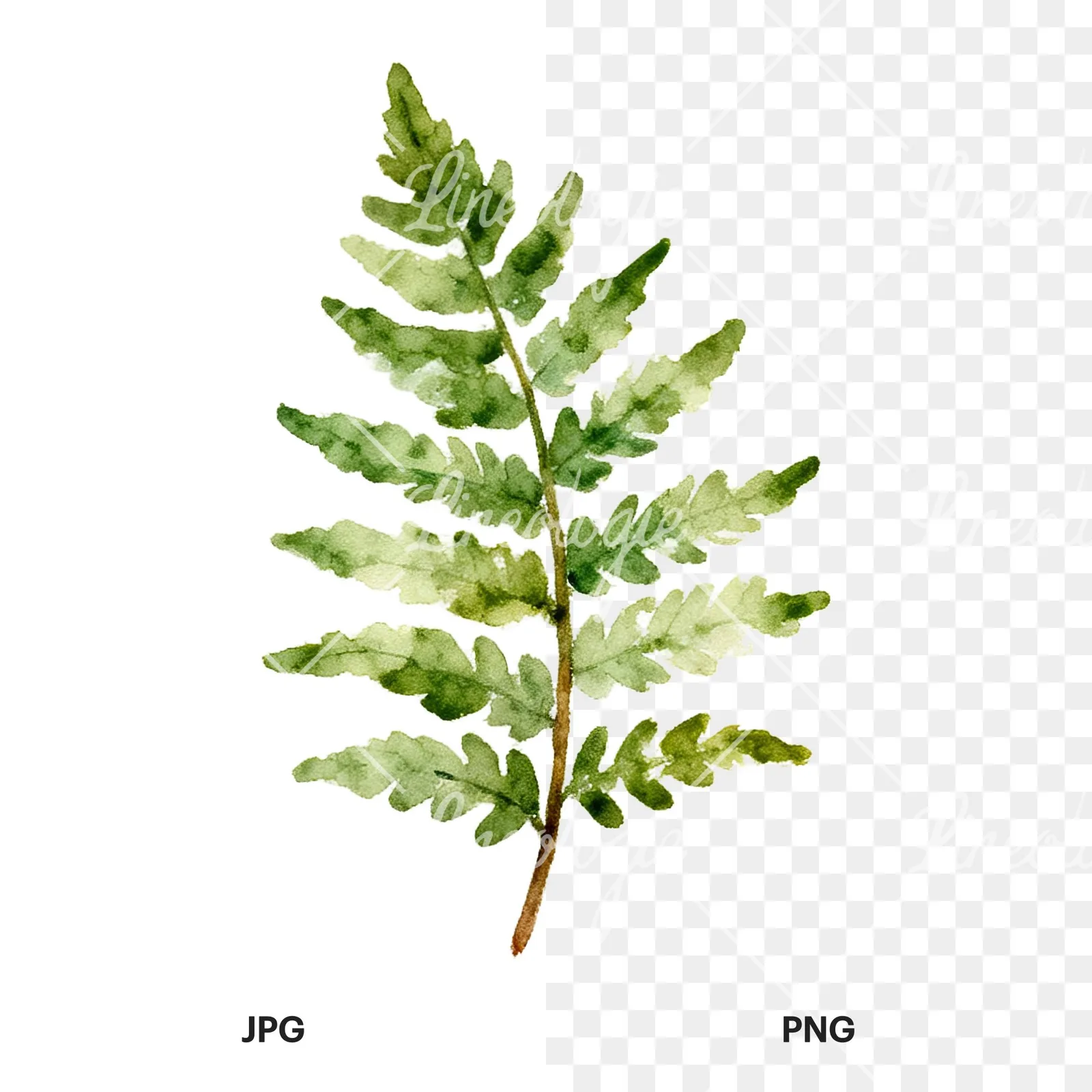 Watercolor fern with pine needle clipart 8 of 9, as a JPG on white and a transparent PNG
