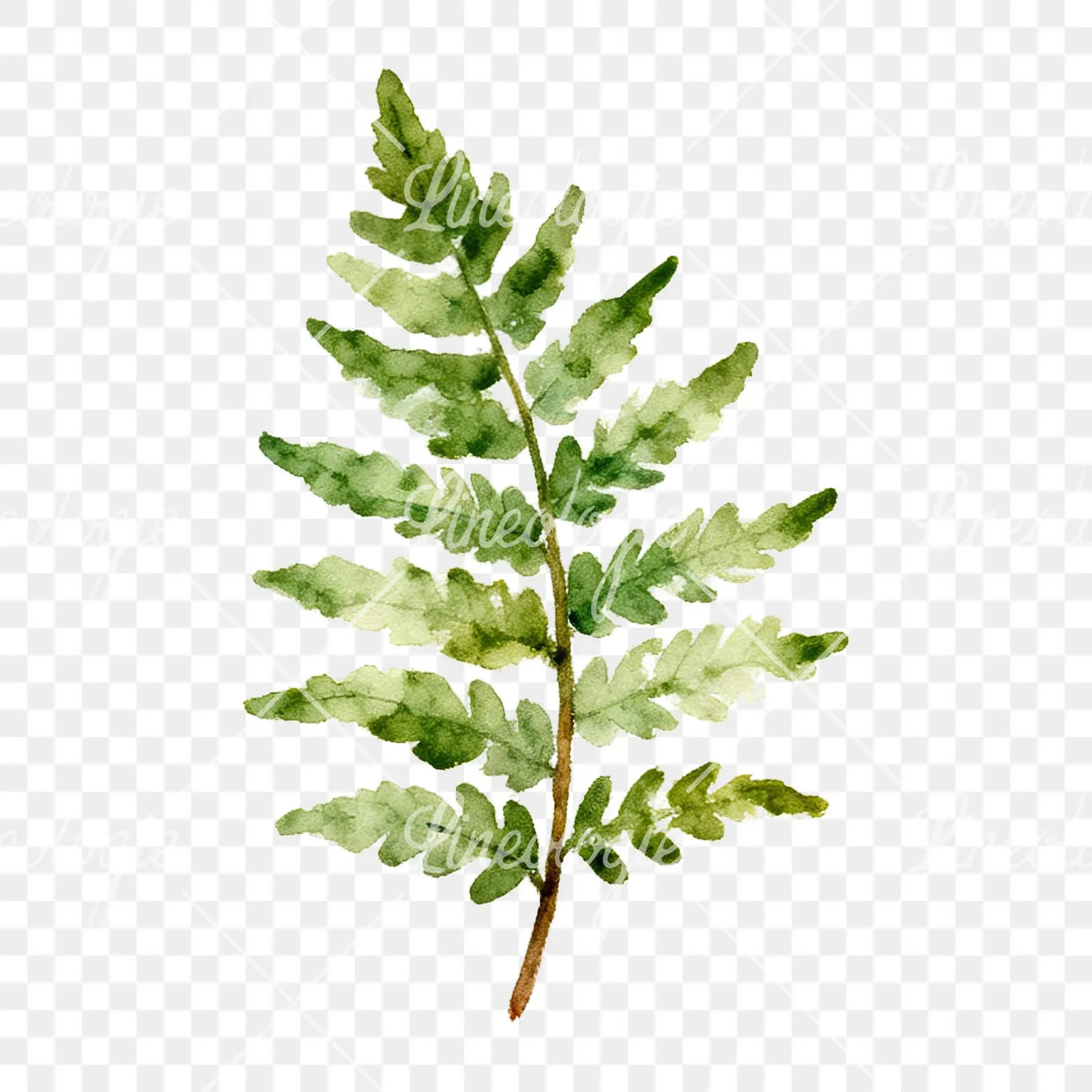 Watercolor fern with pine needle clipart 8 of 9 on a transparent background (PNG)