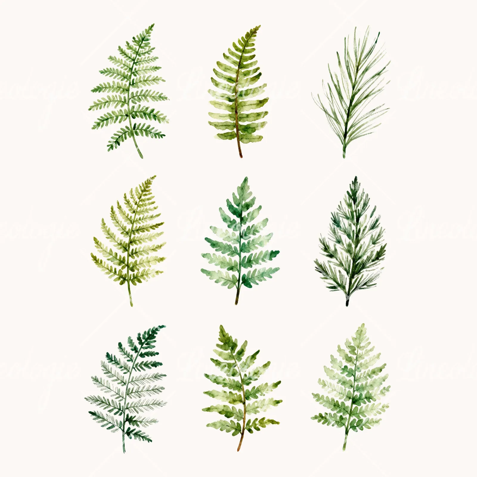 Watercolor Fern with Pine Needle Clipart, all 9 illustrations in the pack