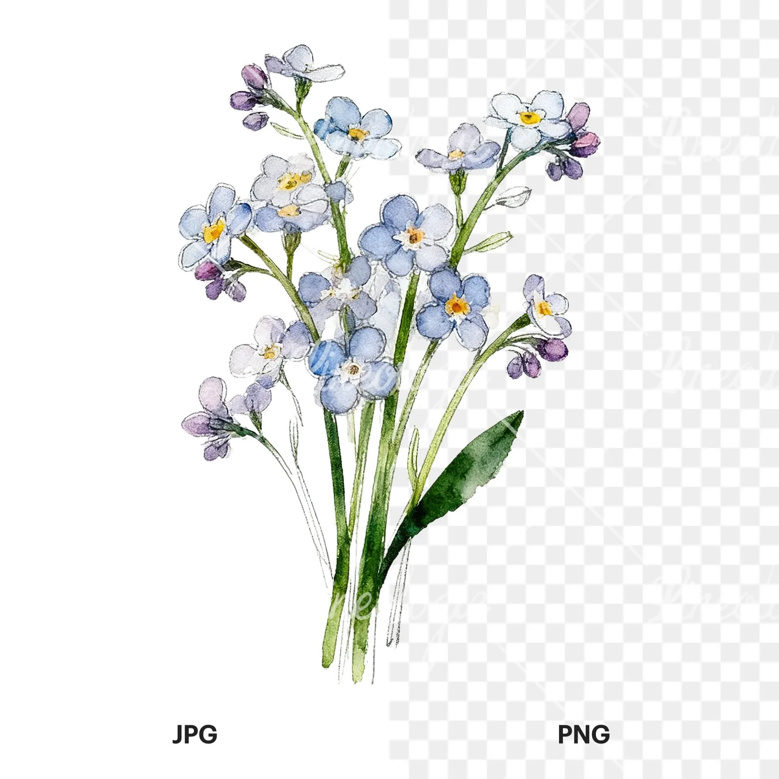 Watercolor multicolor forget me not bouquet clipart 3 of 9, as a JPG on white and a transparent PNG