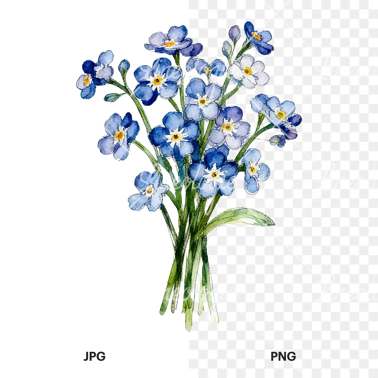 Watercolor multicolor forget me not bouquet clipart 4 of 9, as a JPG on white and a transparent PNG