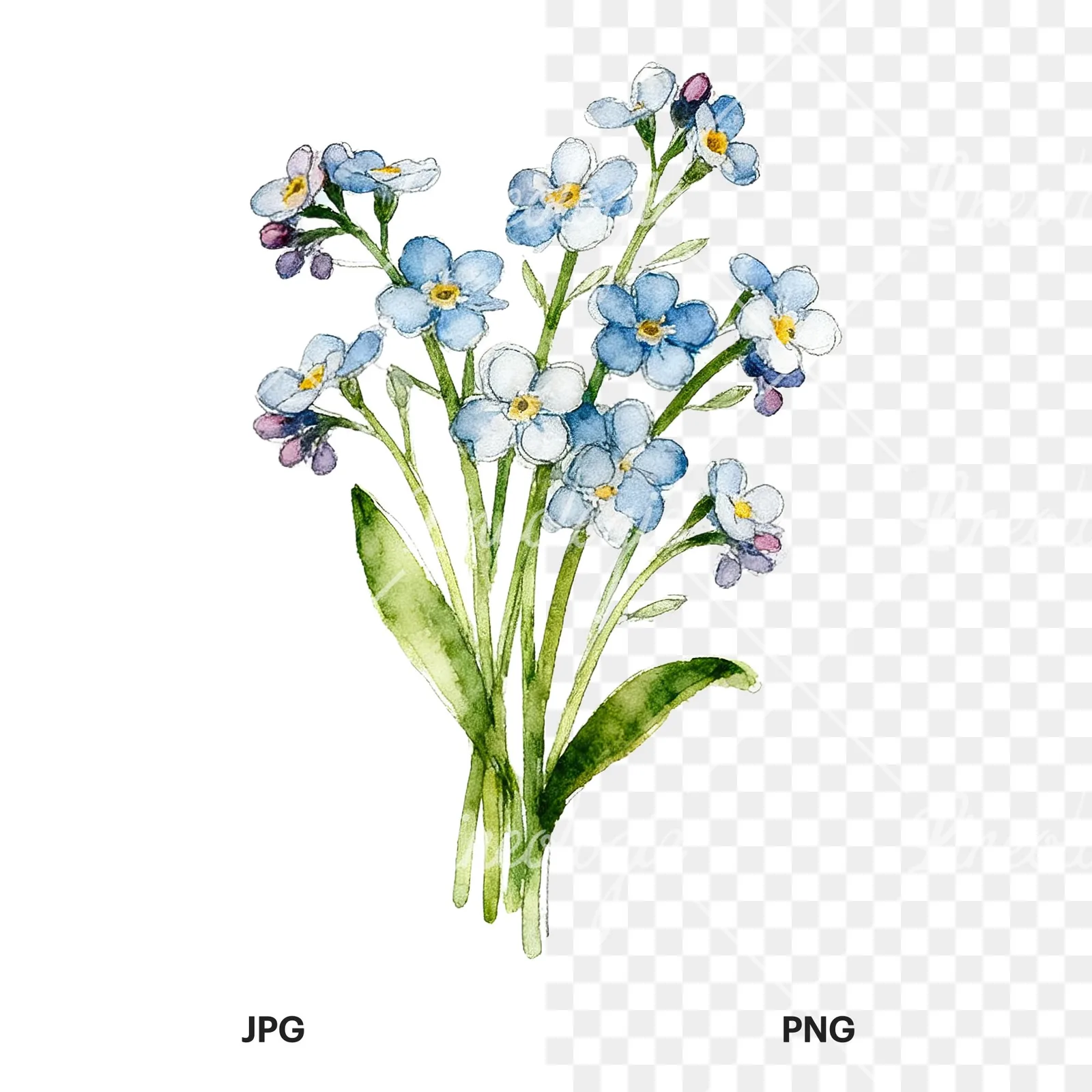 Watercolor multicolor forget me not bouquet clipart 6 of 9, as a JPG on white and a transparent PNG