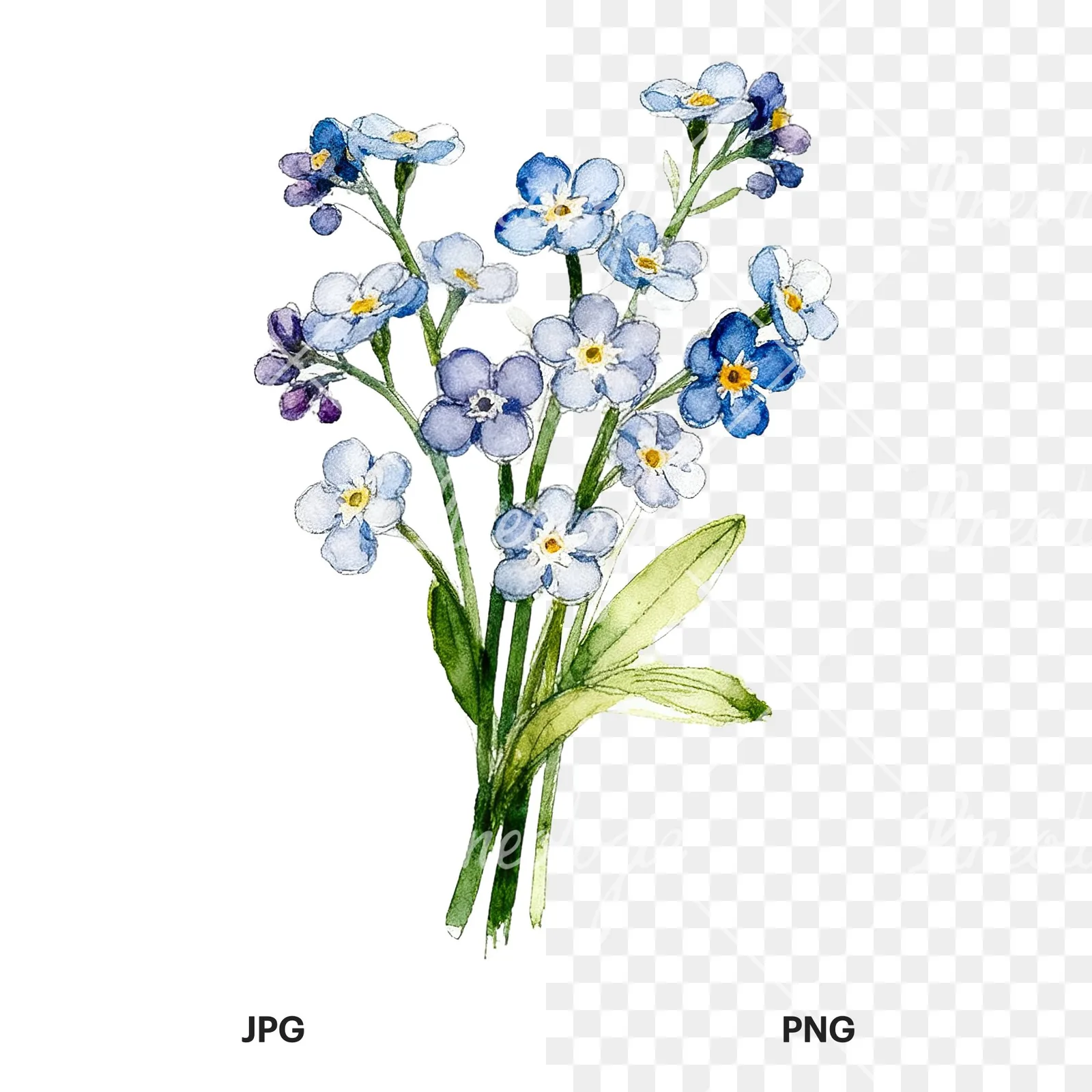 Watercolor multicolor forget me not bouquet clipart 7 of 9, as a JPG on white and a transparent PNG