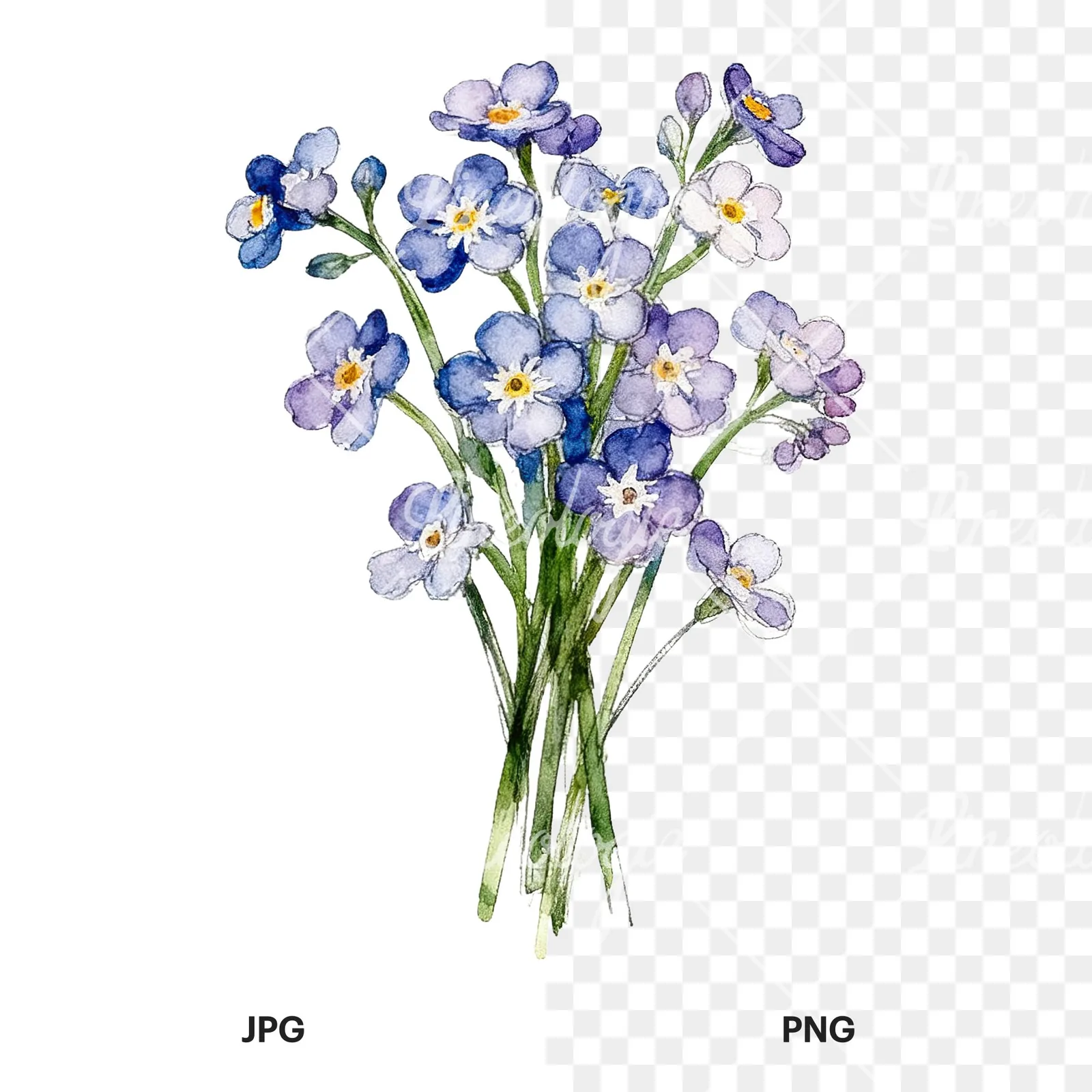 Watercolor multicolor forget me not bouquet clipart 9 of 9, as a JPG on white and a transparent PNG