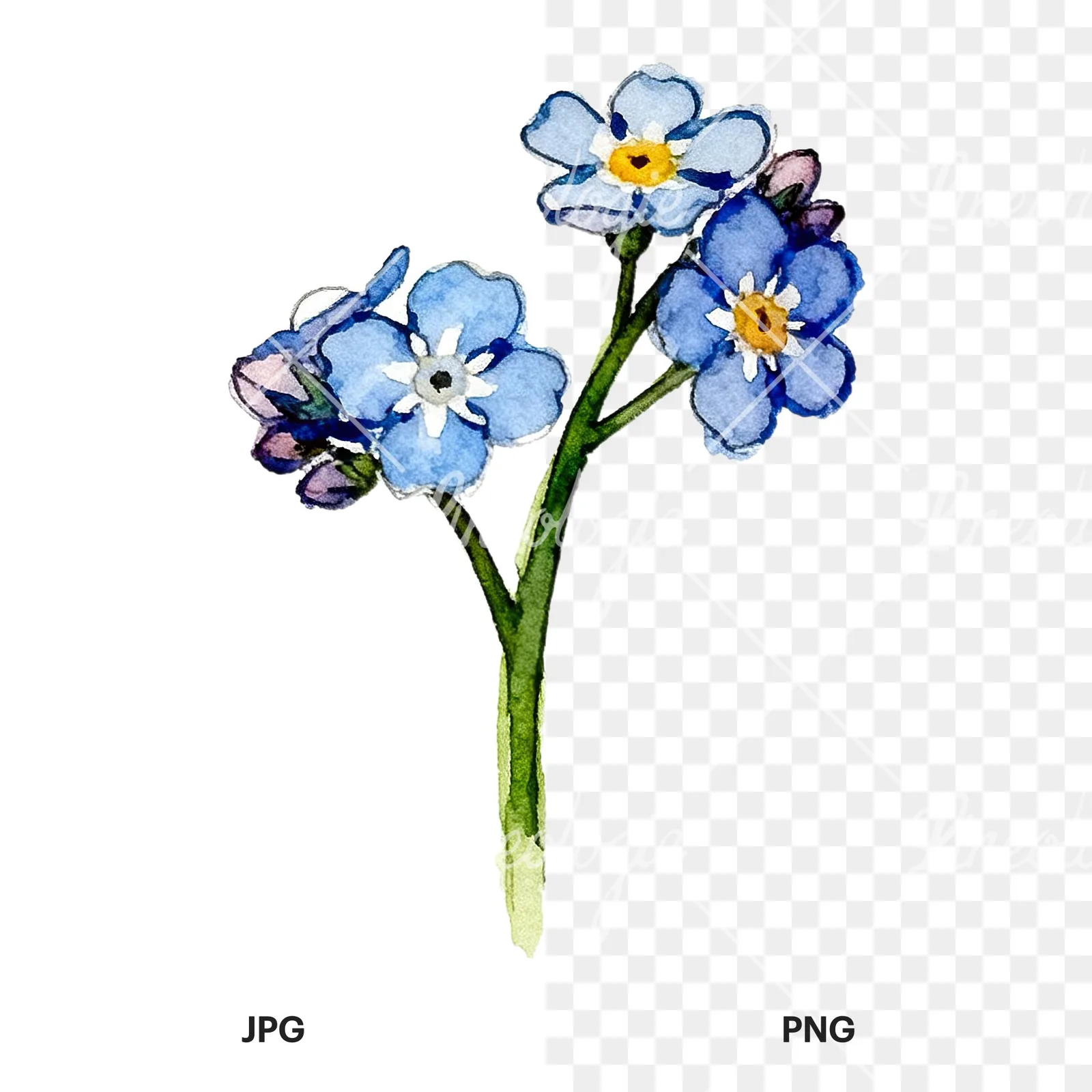 Watercolor blue forget me not sprig clipart 1 of 9, as a JPG on white and a transparent PNG