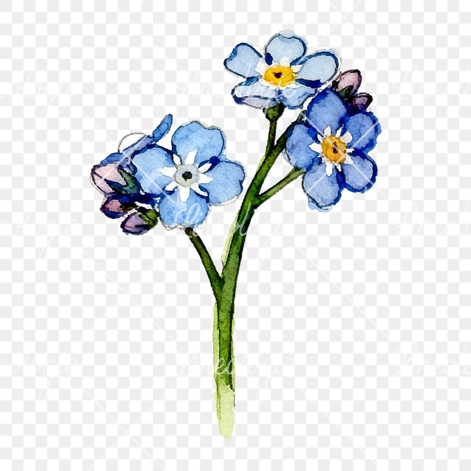 Watercolor blue forget me not sprig clipart 1 of 9 on a transparent background (PNG)