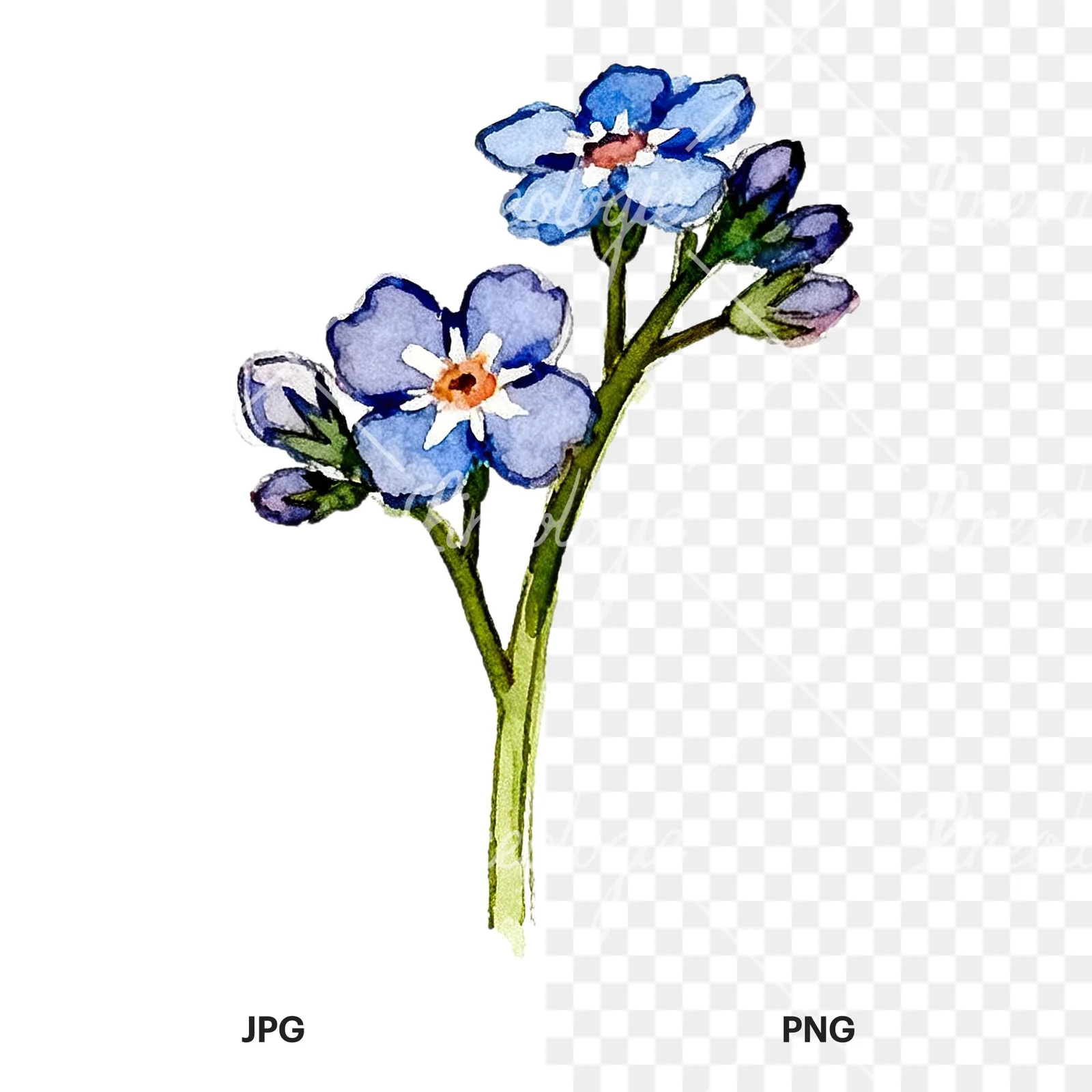 Watercolor blue forget me not sprig clipart 2 of 9, as a JPG on white and a transparent PNG