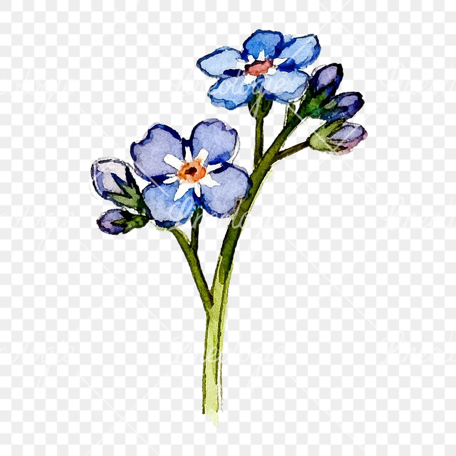 Watercolor blue forget me not sprig clipart 2 of 9 on a transparent background (PNG)