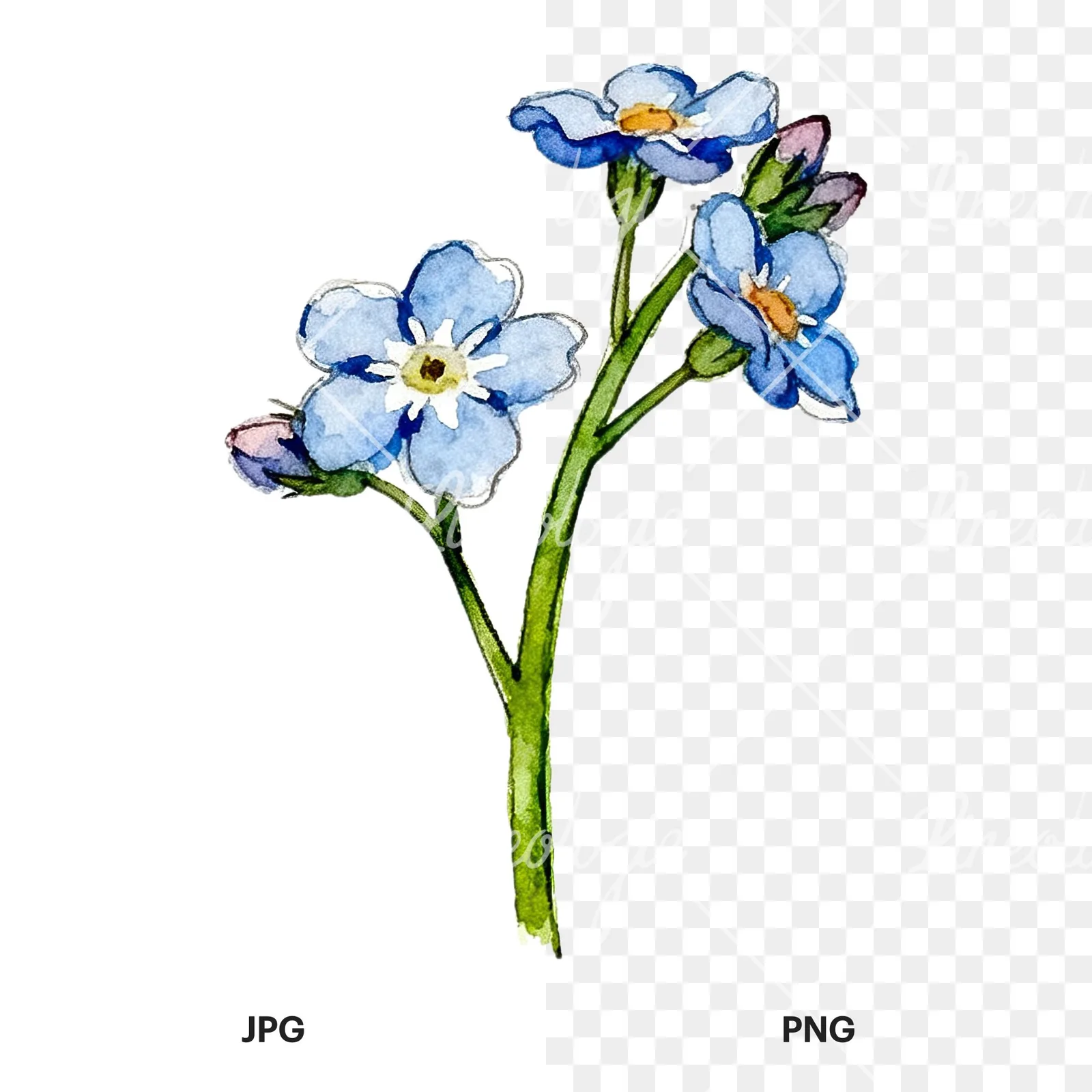 Watercolor blue forget me not sprig clipart 3 of 9, as a JPG on white and a transparent PNG
