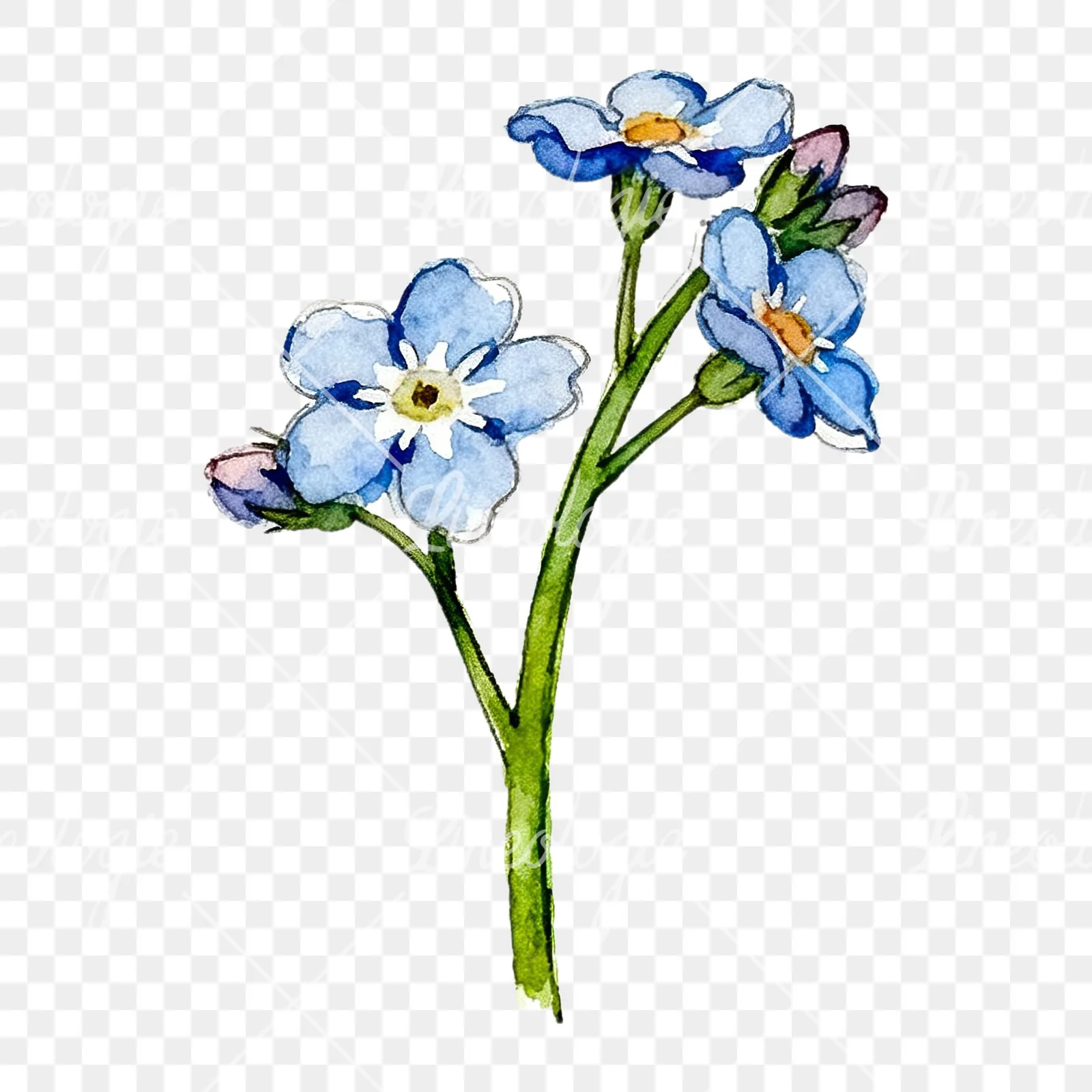 Watercolor blue forget me not sprig clipart 3 of 9 on a transparent background (PNG)
