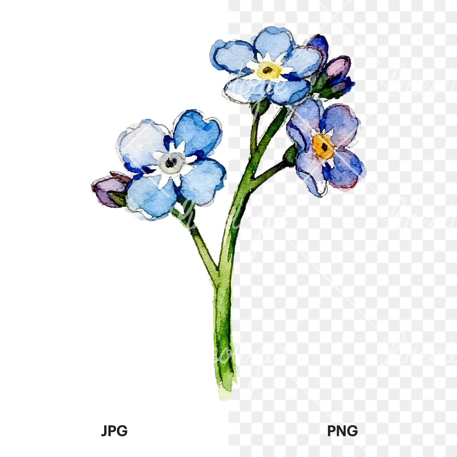 Watercolor blue forget me not sprig clipart 4 of 9, as a JPG on white and a transparent PNG