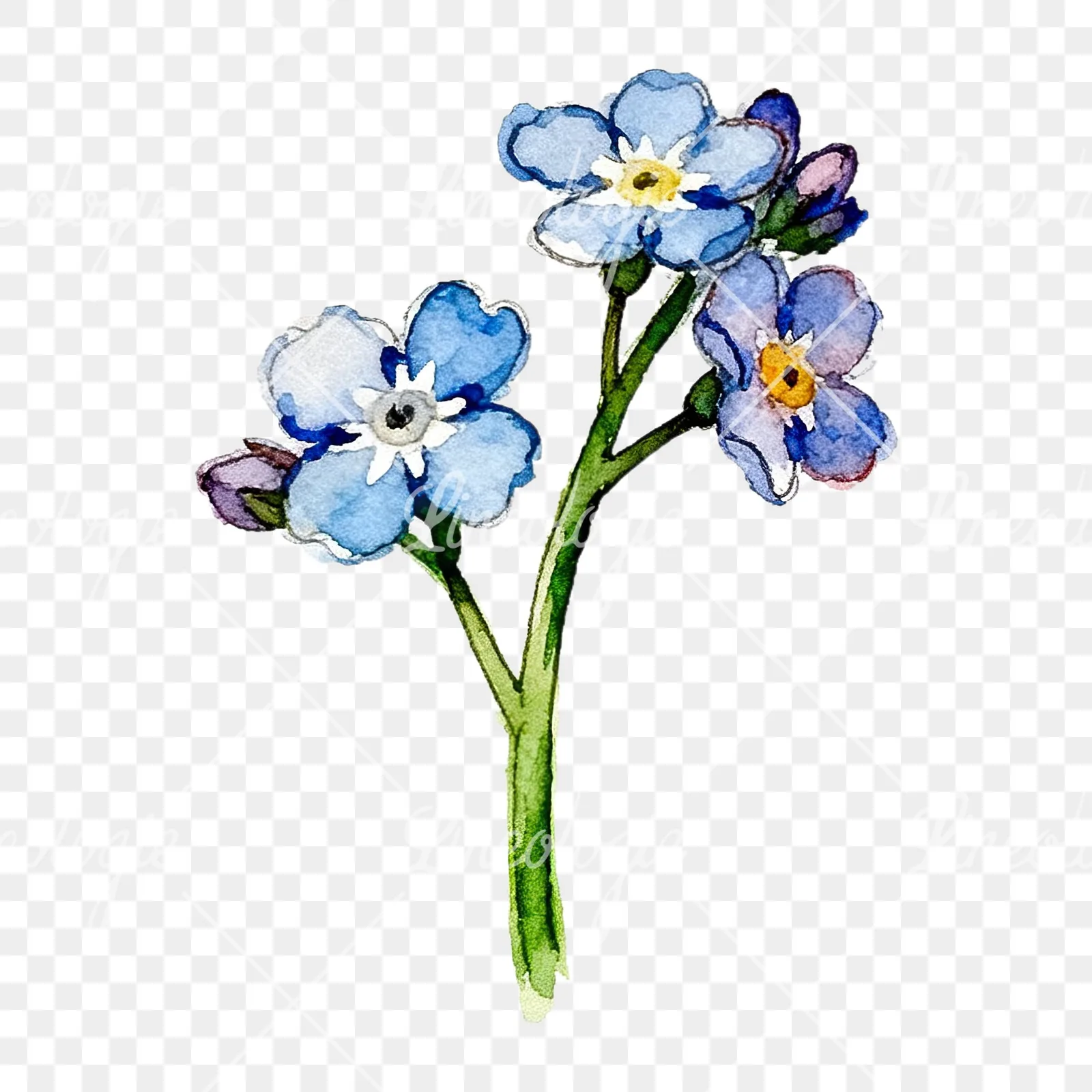 Watercolor blue forget me not sprig clipart 4 of 9 on a transparent background (PNG)