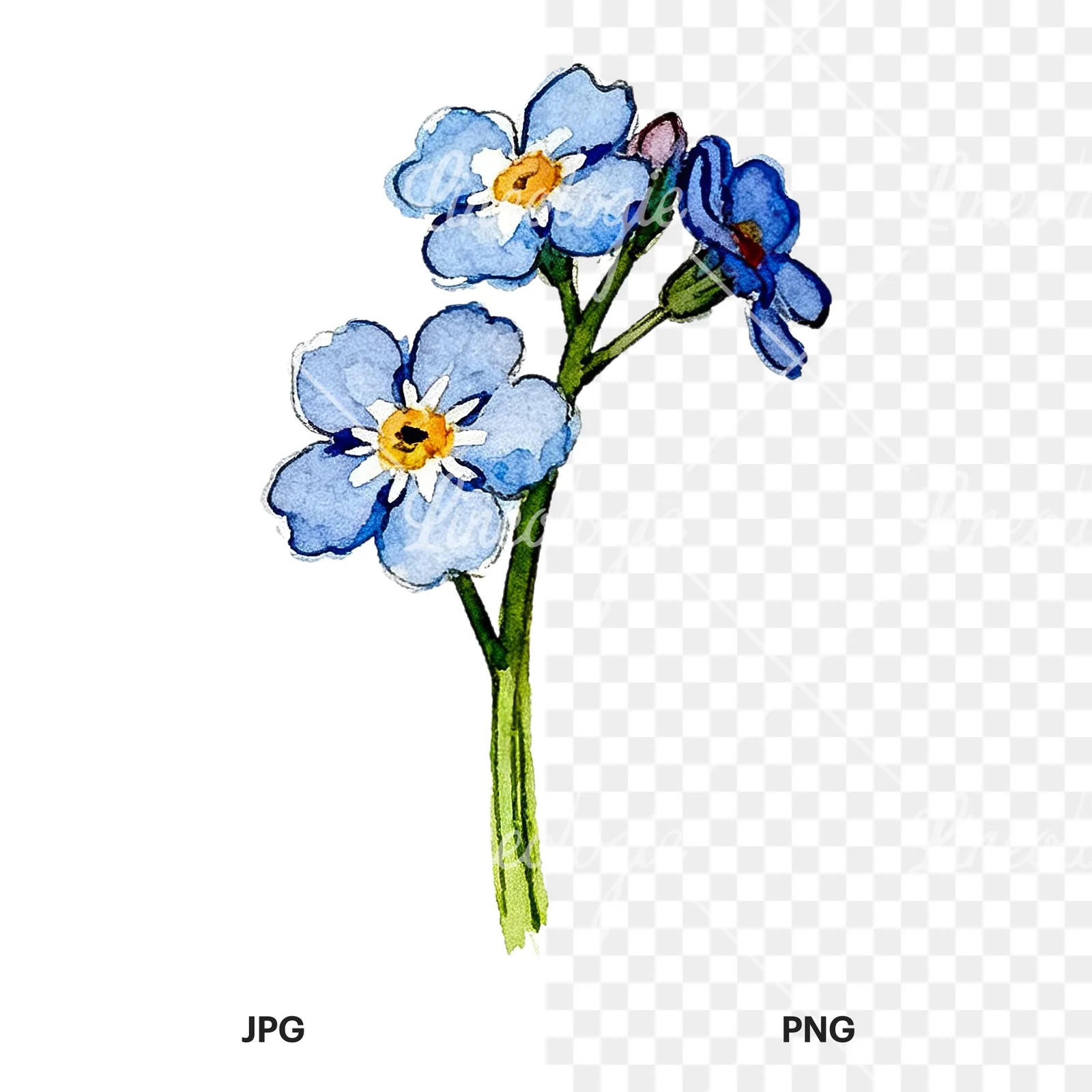 Watercolor blue forget me not sprig clipart 5 of 9, as a JPG on white and a transparent PNG