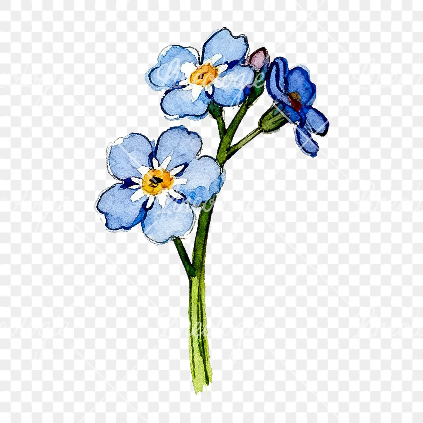 Watercolor blue forget me not sprig clipart 5 of 9 on a transparent background (PNG)