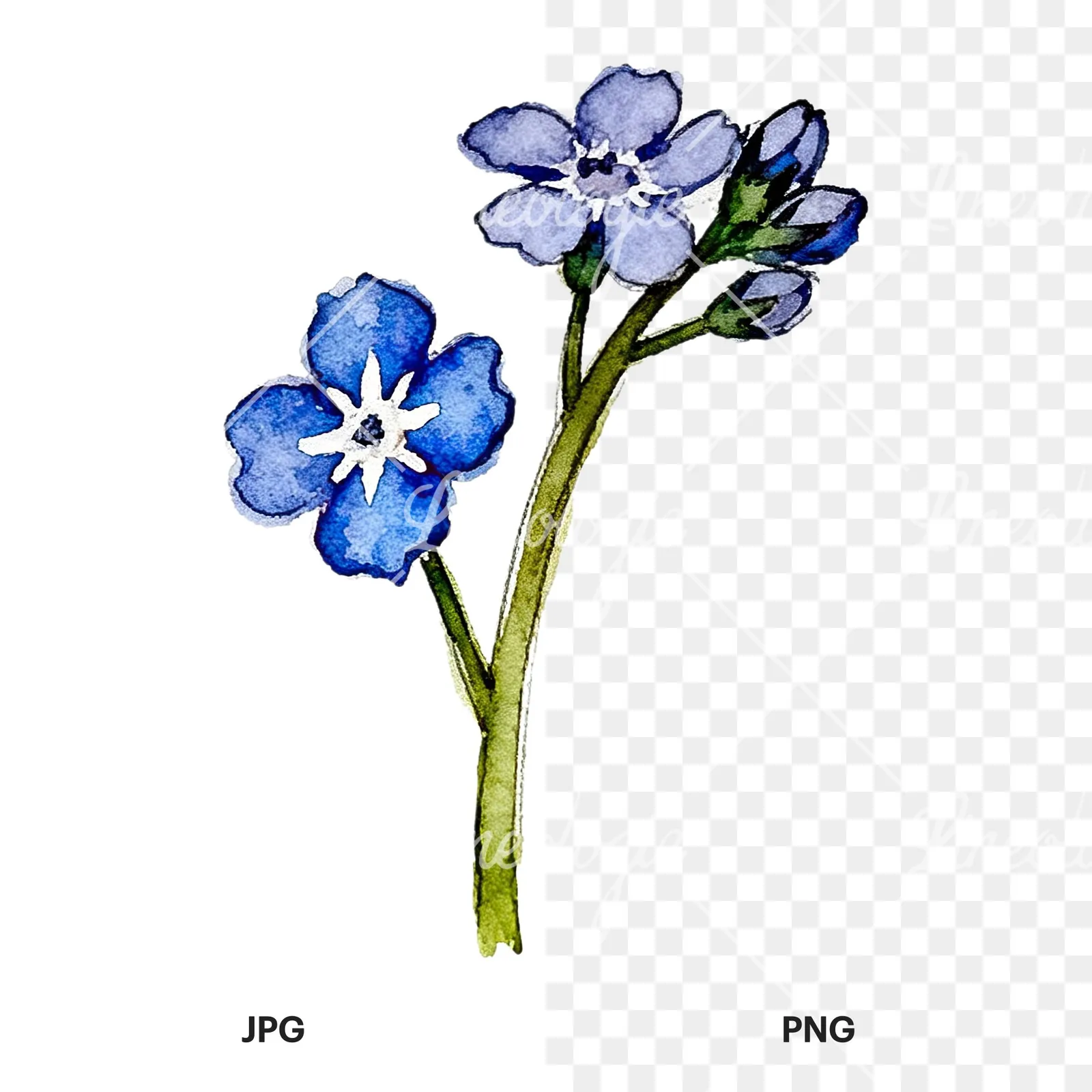 Watercolor blue forget me not sprig clipart 6 of 9, as a JPG on white and a transparent PNG