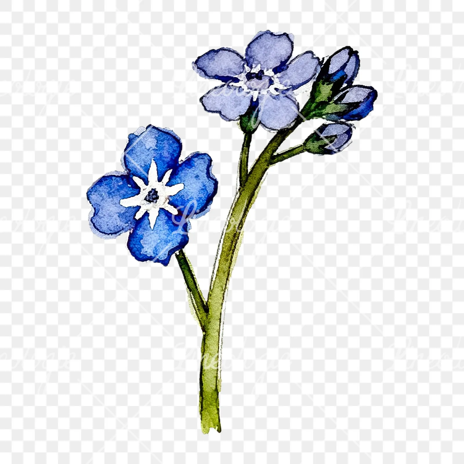 Watercolor blue forget me not sprig clipart 6 of 9 on a transparent background (PNG)