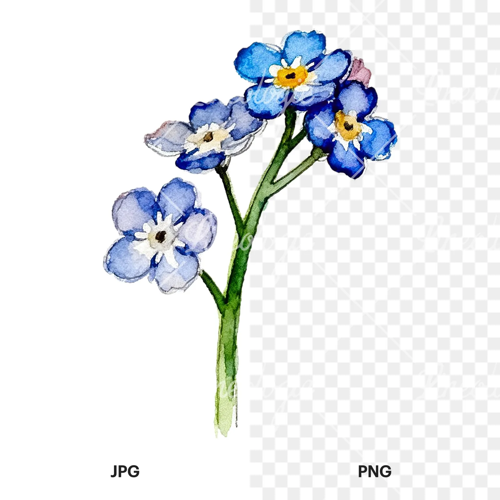 Watercolor blue forget me not sprig clipart 7 of 9, as a JPG on white and a transparent PNG