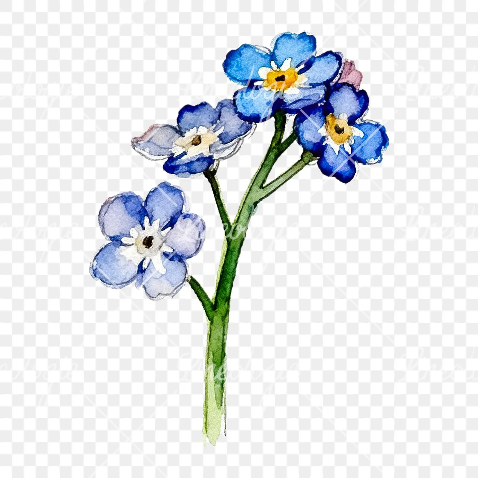 Watercolor blue forget me not sprig clipart 7 of 9 on a transparent background (PNG)