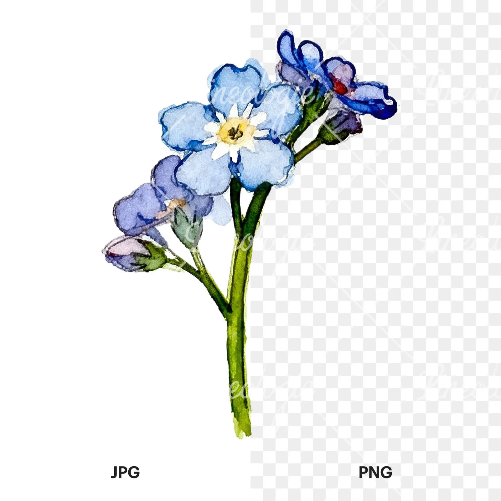 Watercolor blue forget me not sprig clipart 8 of 9, as a JPG on white and a transparent PNG