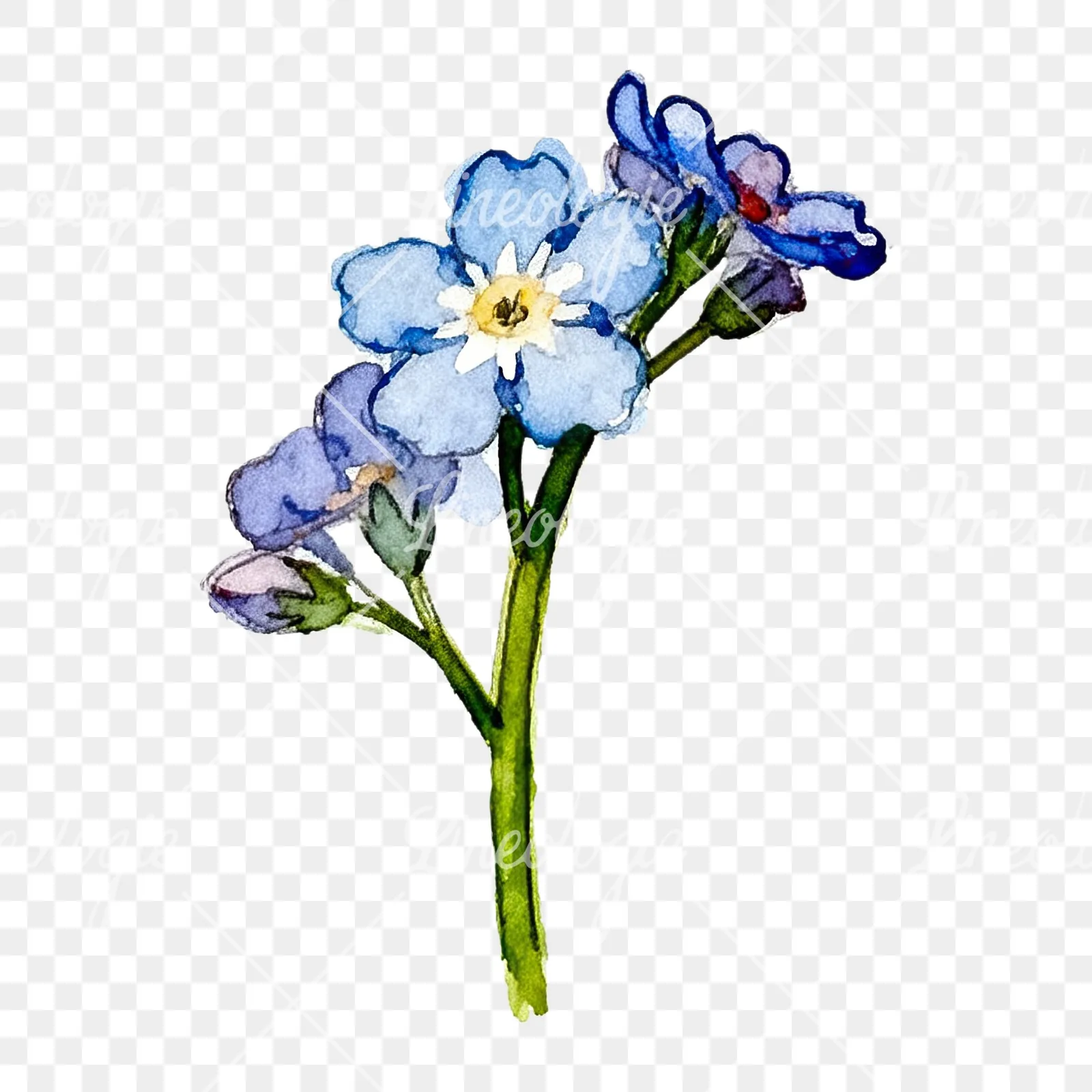 Watercolor blue forget me not sprig clipart 8 of 9 on a transparent background (PNG)