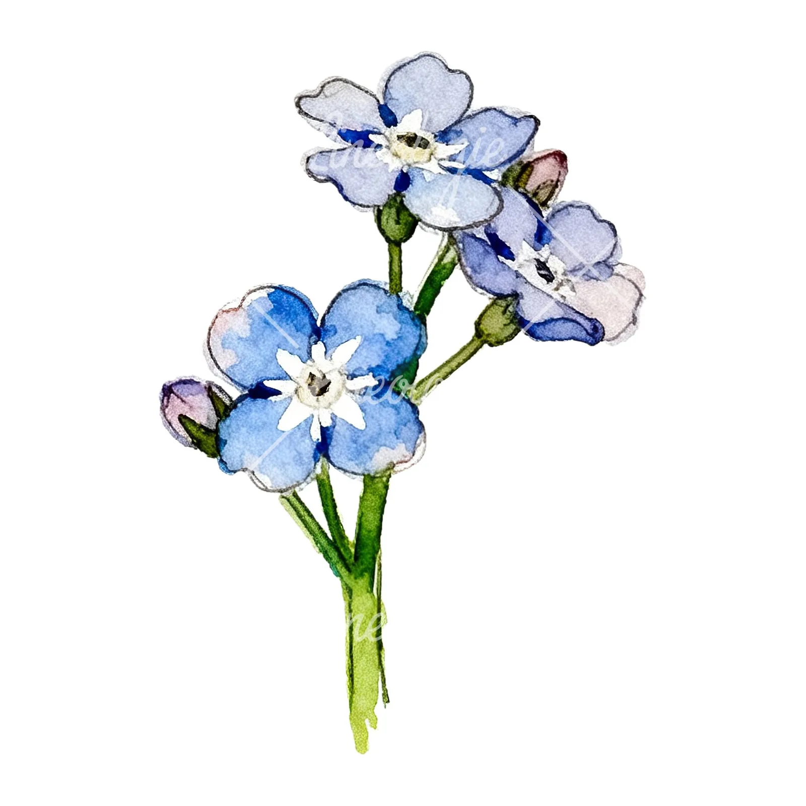 Watercolor blue forget me not sprig clipart 9 of 9 on a white background (JPG)