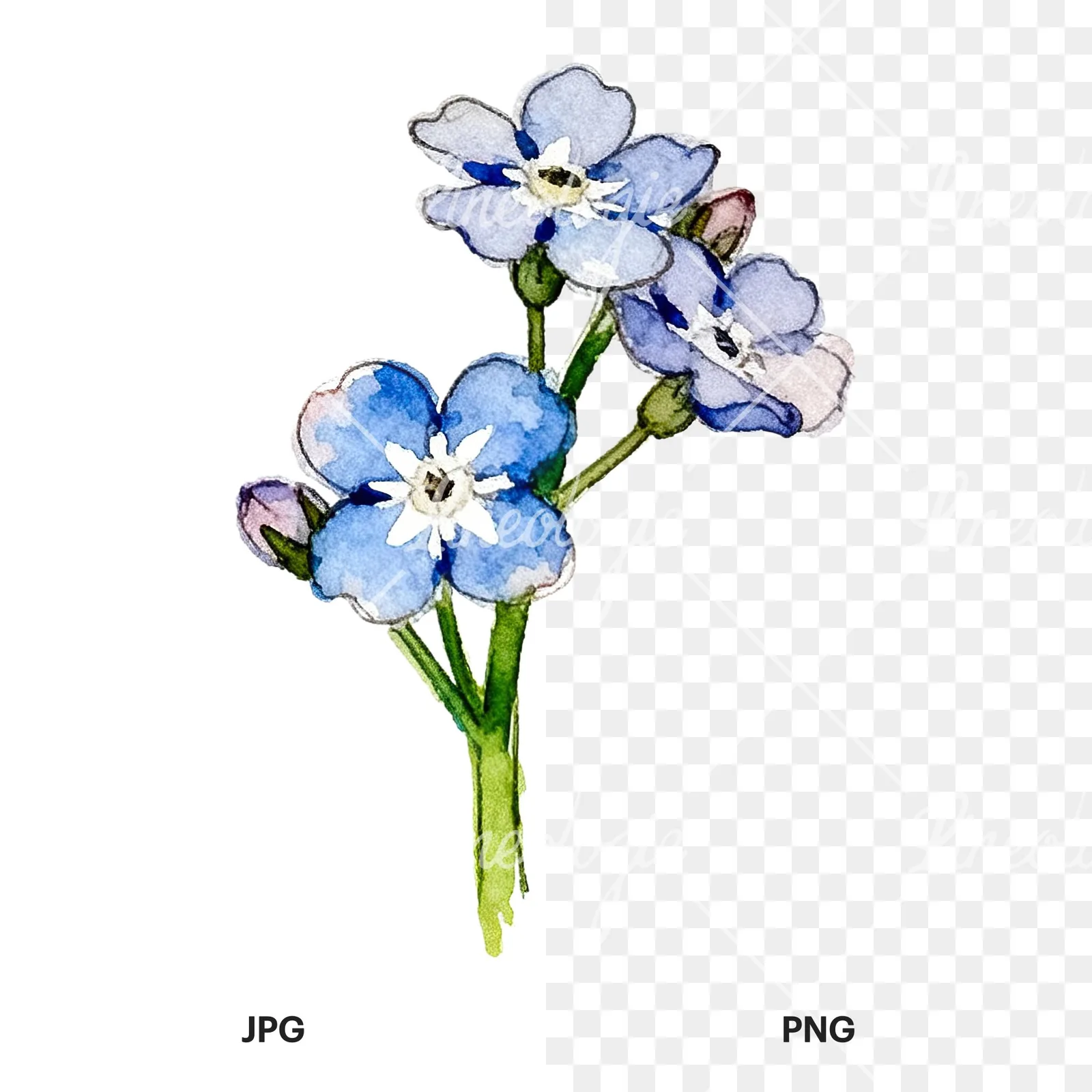 Watercolor blue forget me not sprig clipart 9 of 9, as a JPG on white and a transparent PNG