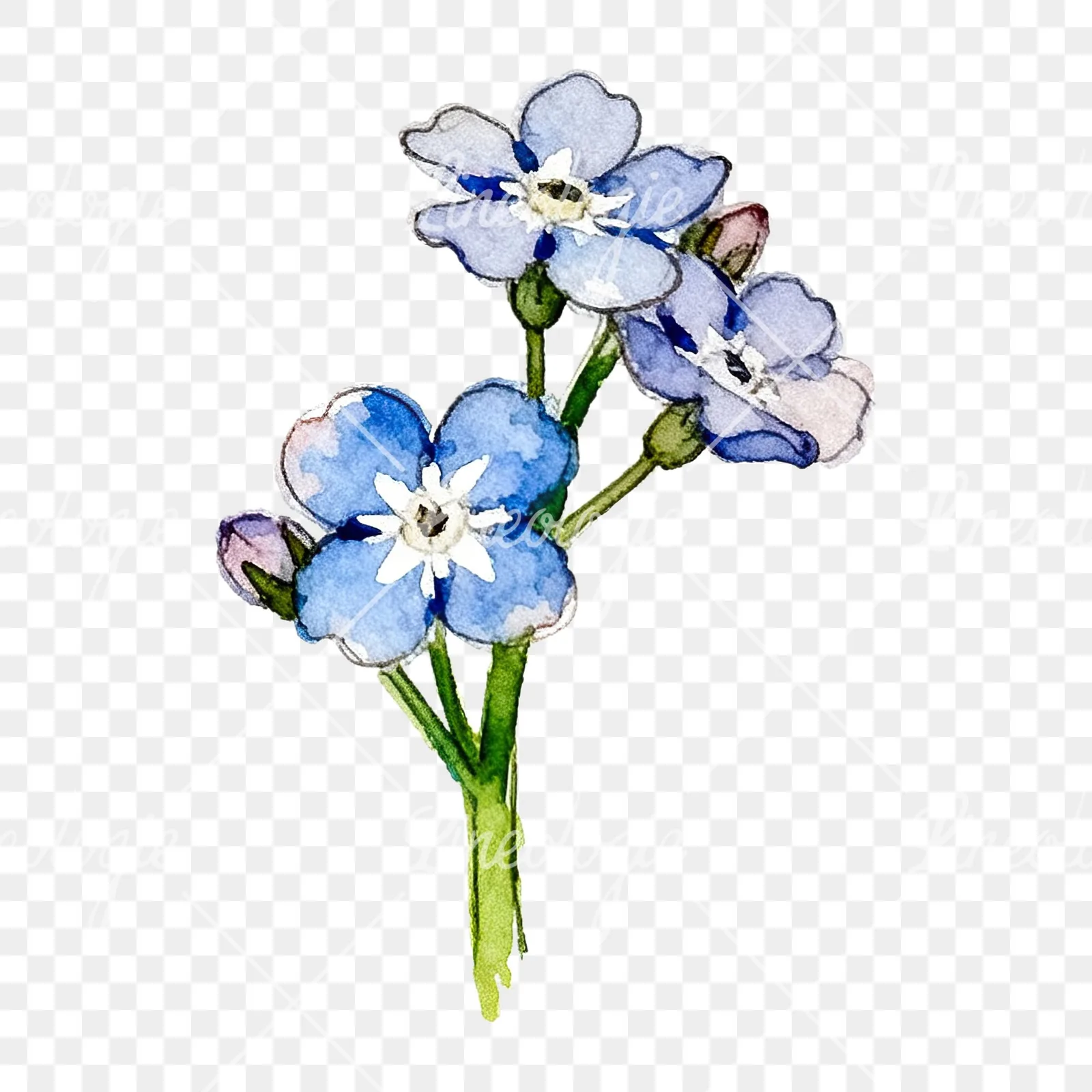 Watercolor blue forget me not sprig clipart 9 of 9 on a transparent background (PNG)