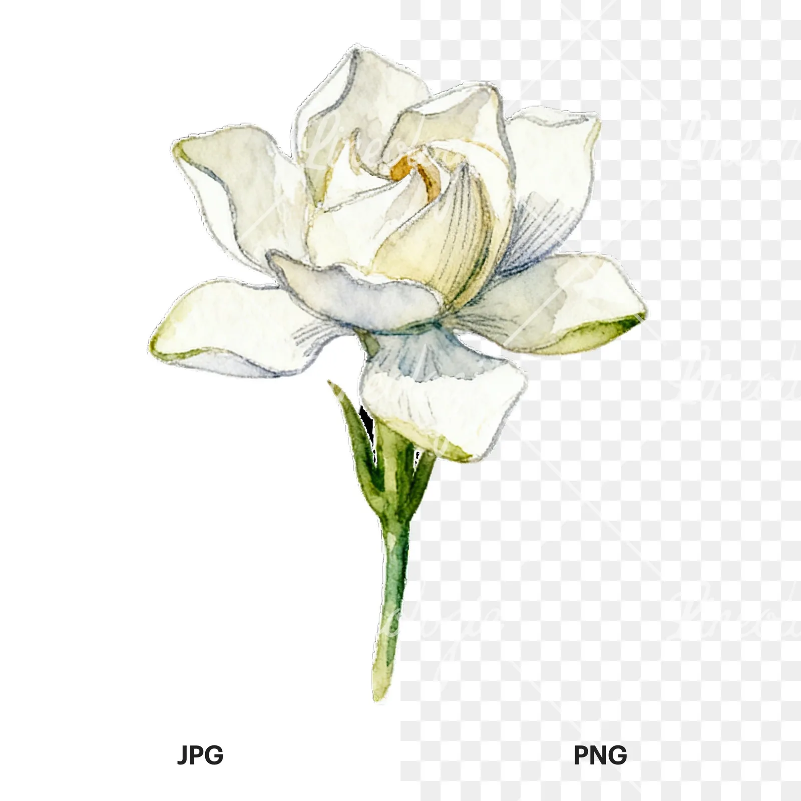 Watercolor cream gardenia single bloom clipart 1 of 9, as a JPG on white and a transparent PNG