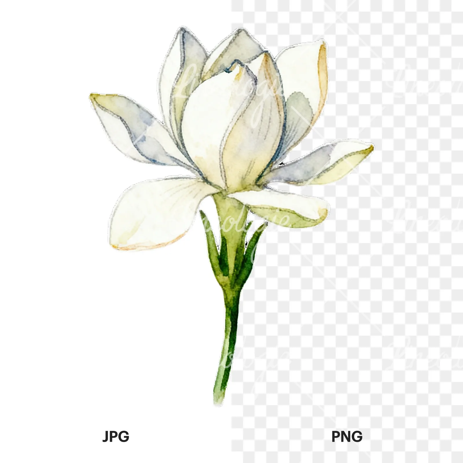 Watercolor cream gardenia single bloom clipart 2 of 9, as a JPG on white and a transparent PNG