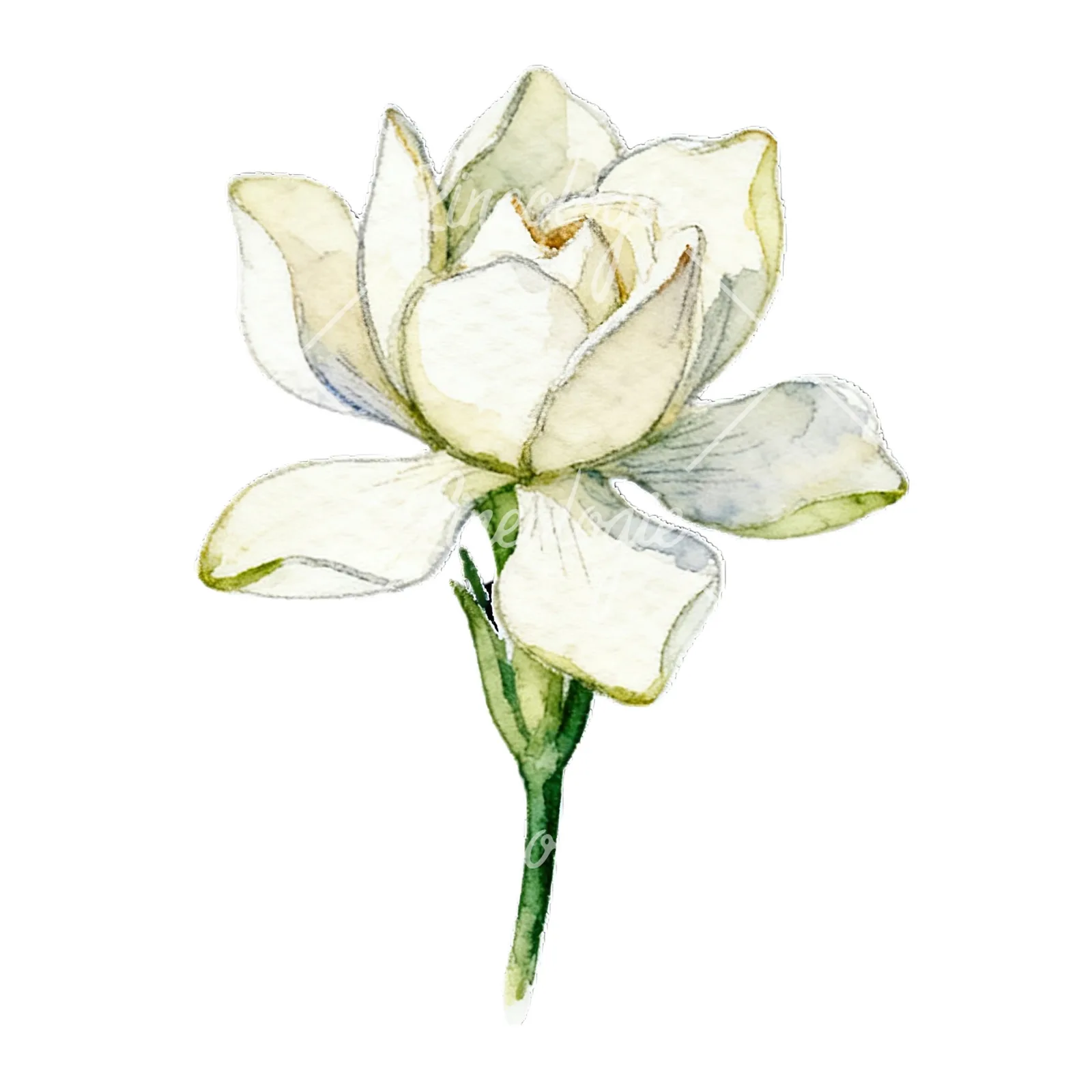 Watercolor cream gardenia single bloom clipart 3 of 9 on a white background (JPG)