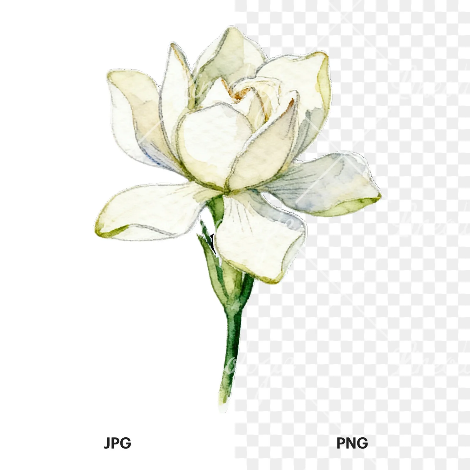 Watercolor cream gardenia single bloom clipart 3 of 9, as a JPG on white and a transparent PNG