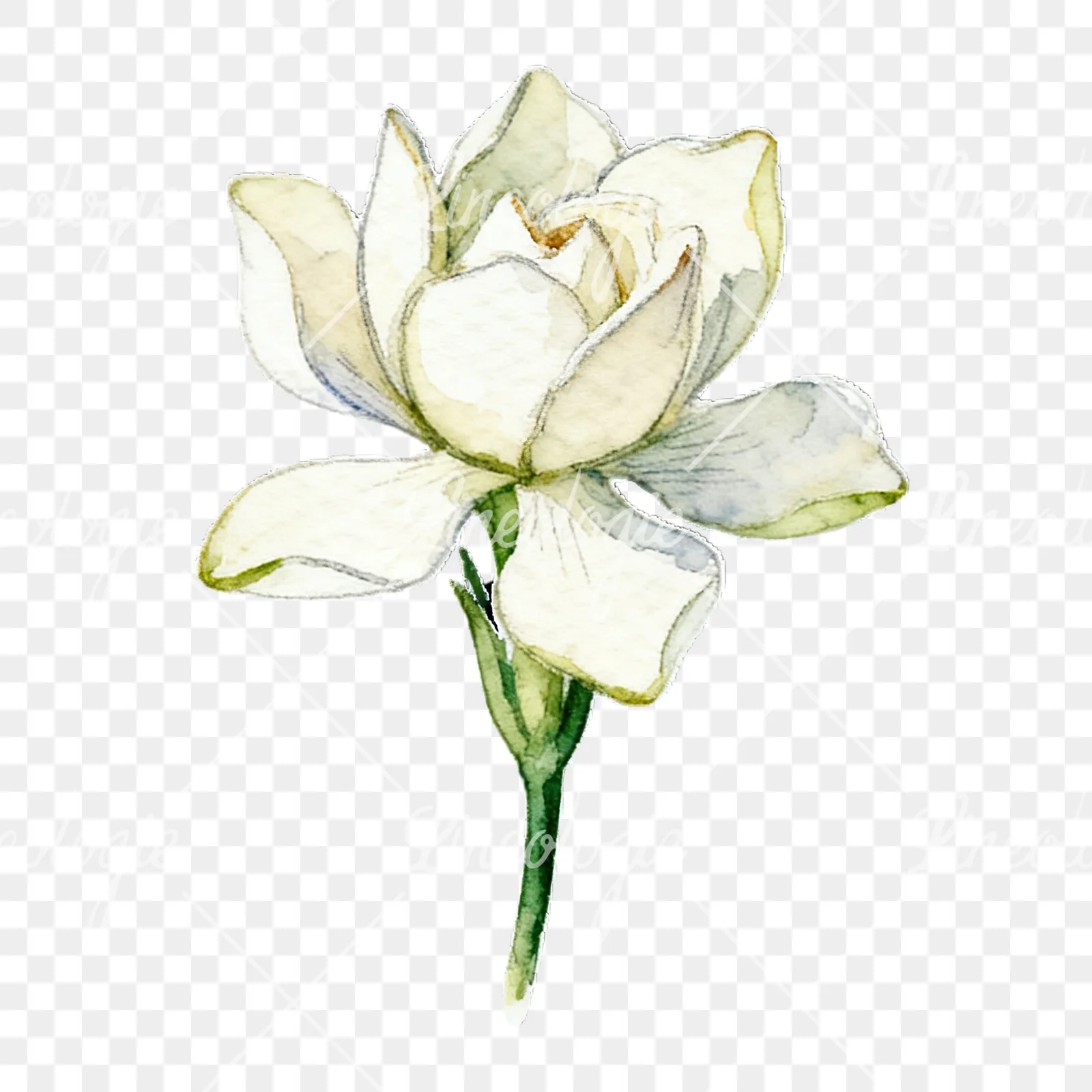 Watercolor cream gardenia single bloom clipart 3 of 9 on a transparent background (PNG)