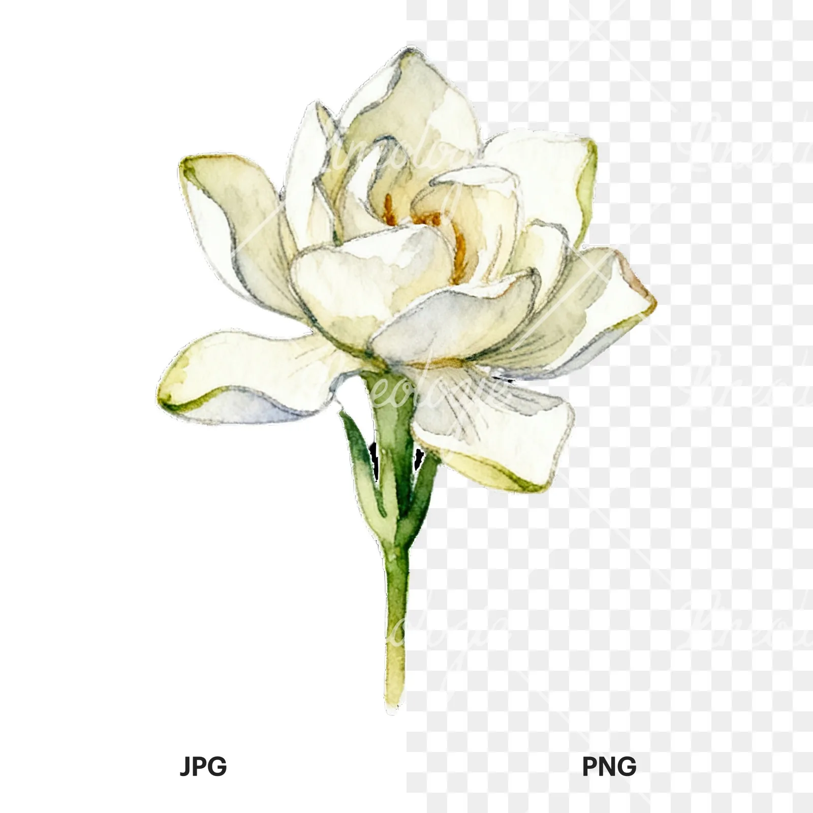 Watercolor cream gardenia single bloom clipart 4 of 9, as a JPG on white and a transparent PNG