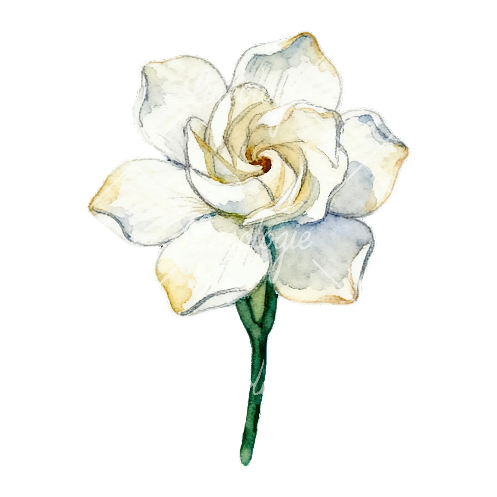 Watercolor cream gardenia single bloom clipart 5 of 9 on a white background (JPG)