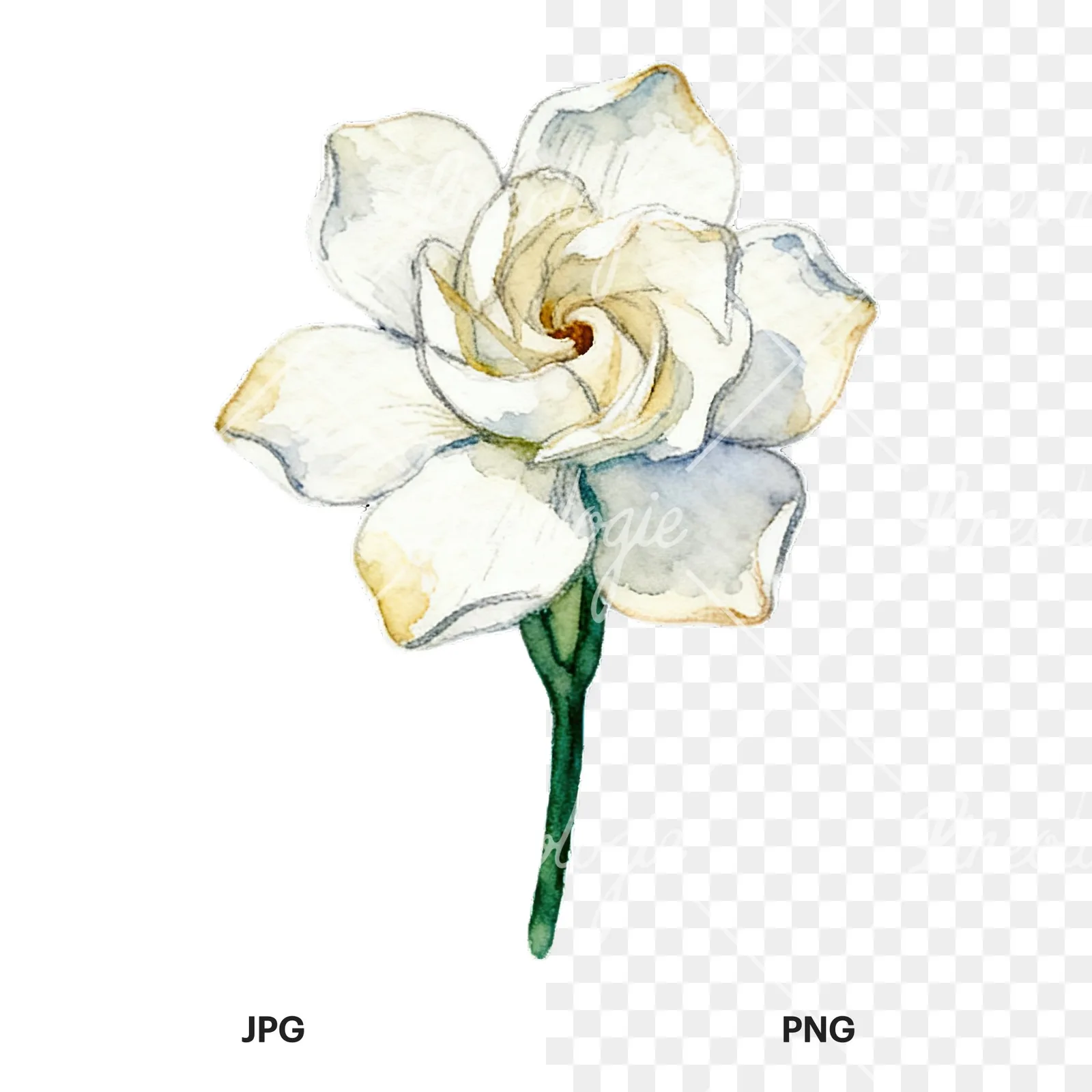 Watercolor cream gardenia single bloom clipart 5 of 9, as a JPG on white and a transparent PNG
