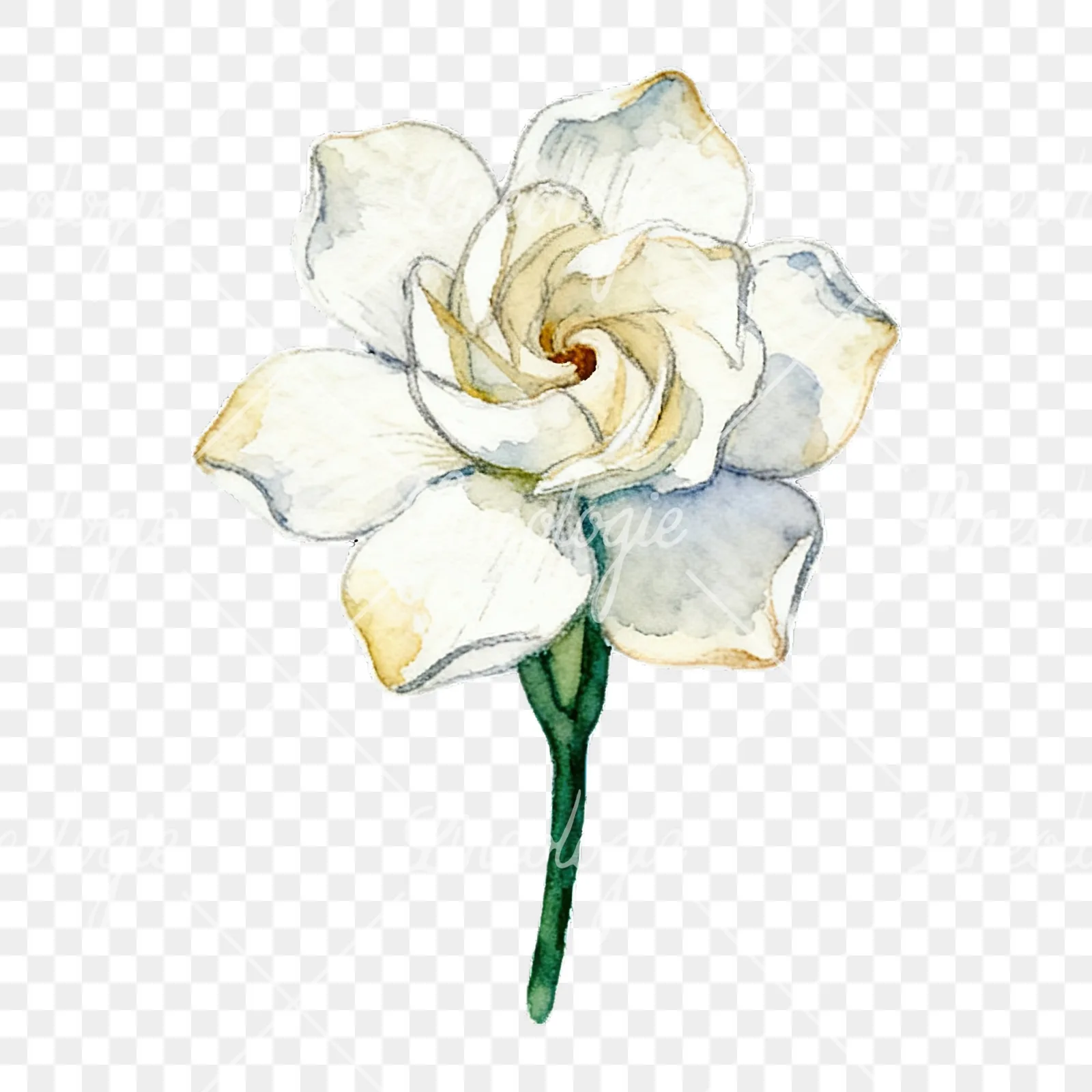Watercolor cream gardenia single bloom clipart 5 of 9 on a transparent background (PNG)