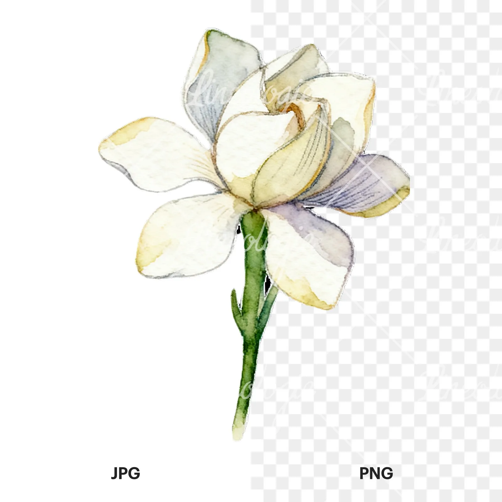 Watercolor cream gardenia single bloom clipart 6 of 9, as a JPG on white and a transparent PNG