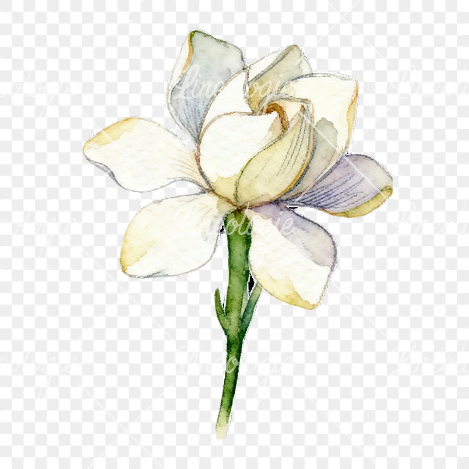 Watercolor cream gardenia single bloom clipart 6 of 9 on a transparent background (PNG)