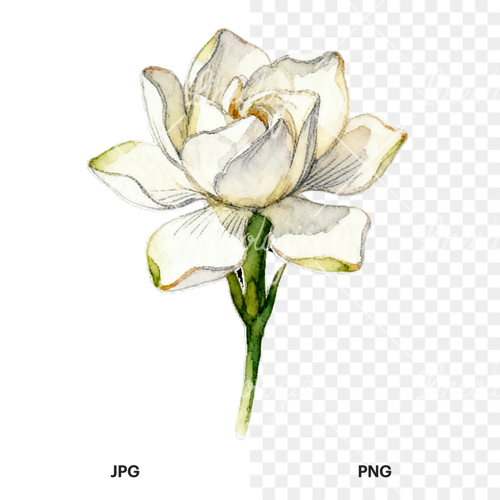 Watercolor cream gardenia single bloom clipart 7 of 9, as a JPG on white and a transparent PNG