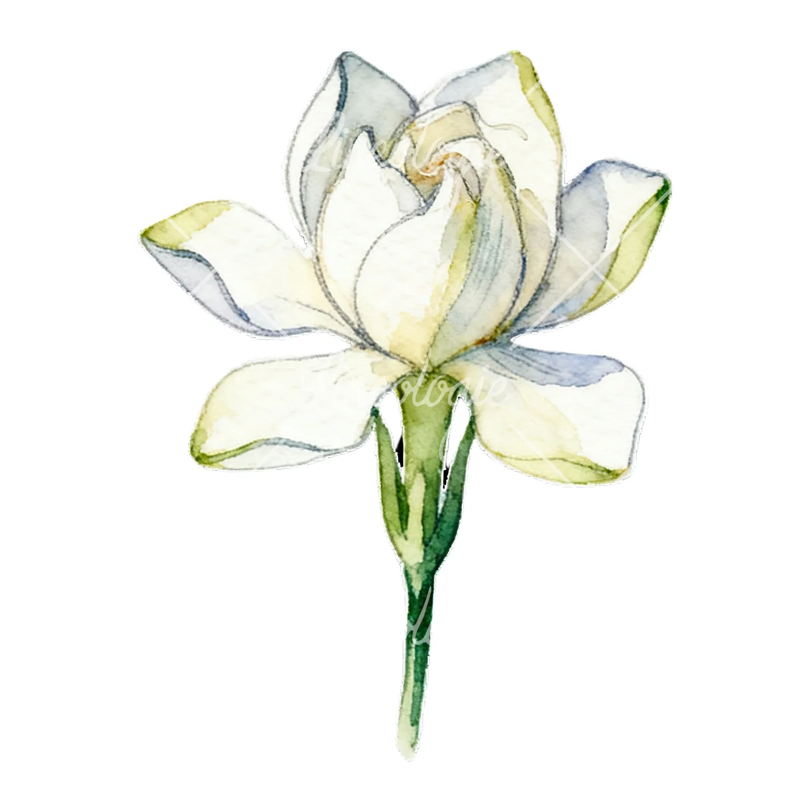 Watercolor cream gardenia single bloom clipart 8 of 9 on a white background (JPG)