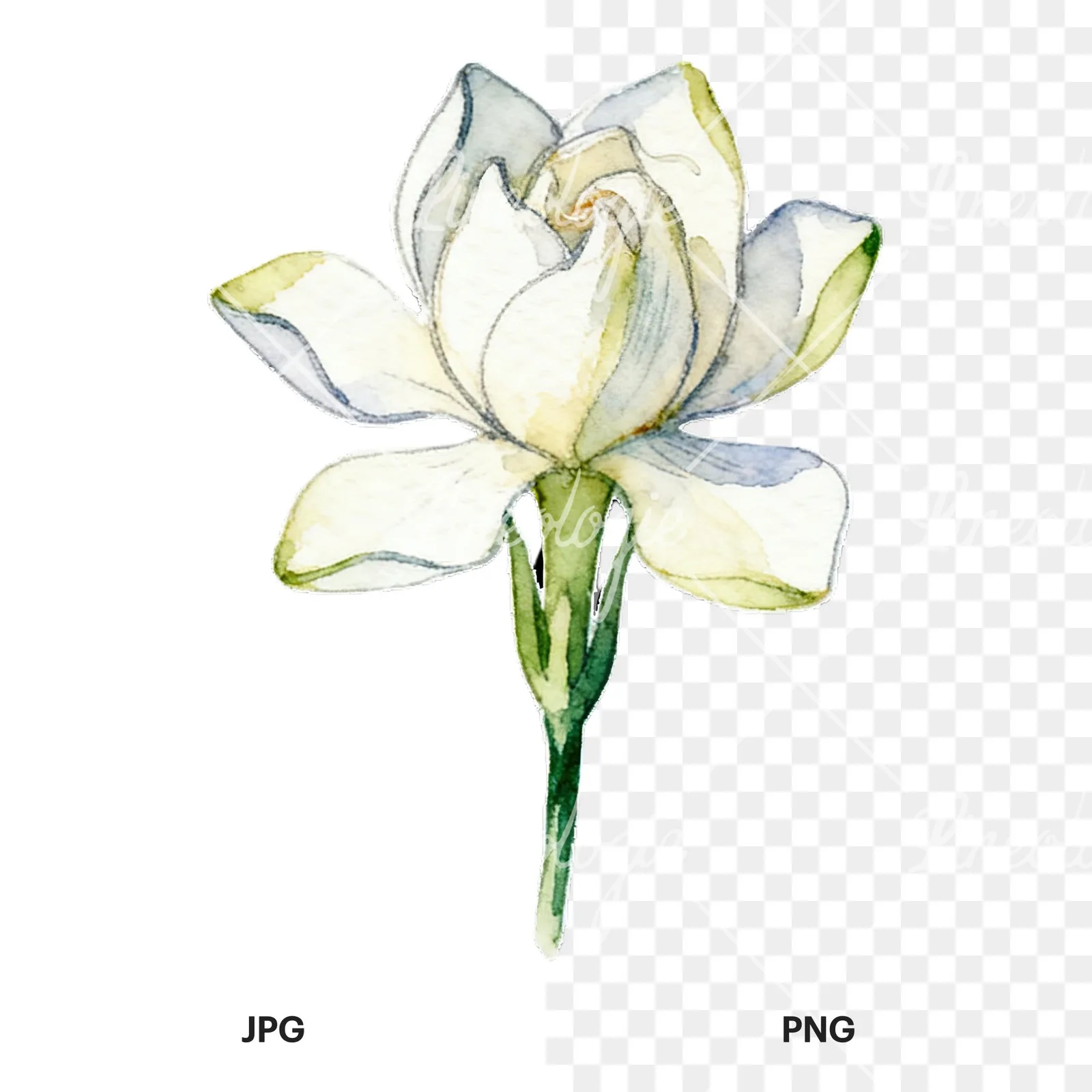 Watercolor cream gardenia single bloom clipart 8 of 9, as a JPG on white and a transparent PNG