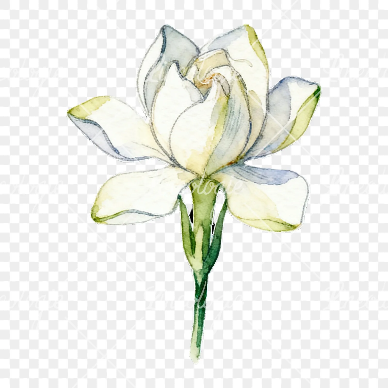 Watercolor cream gardenia single bloom clipart 8 of 9 on a transparent background (PNG)