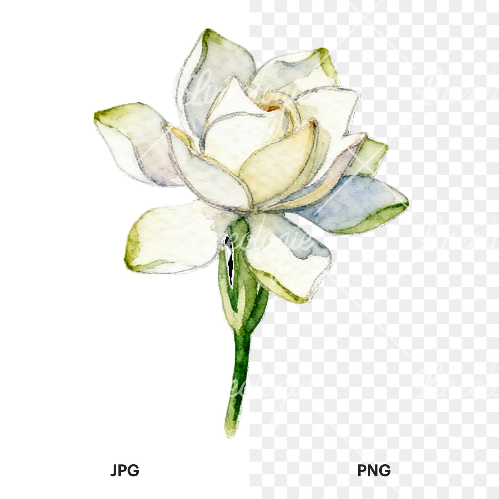 Watercolor cream gardenia single bloom clipart 9 of 9, as a JPG on white and a transparent PNG