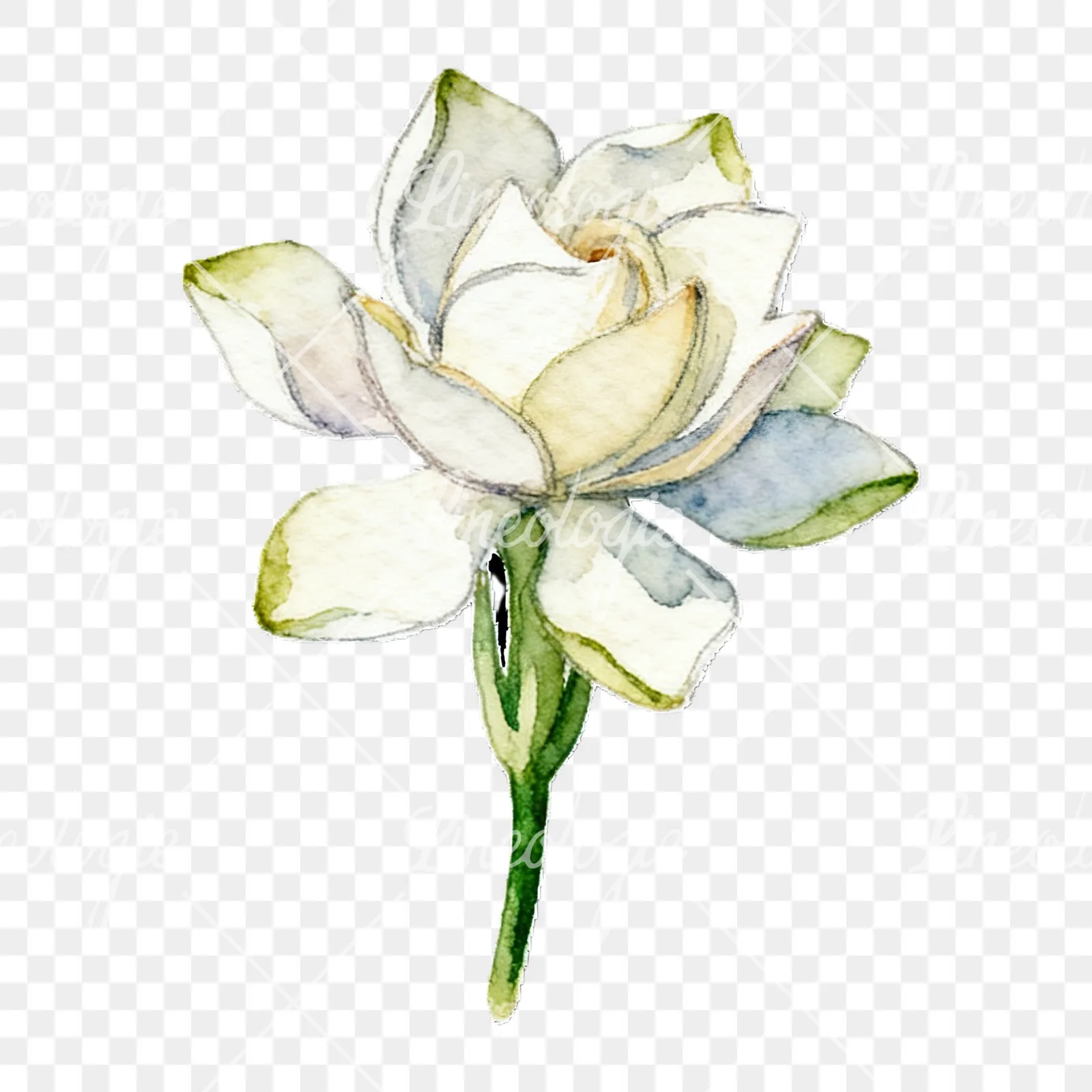 Watercolor cream gardenia single bloom clipart 9 of 9 on a transparent background (PNG)