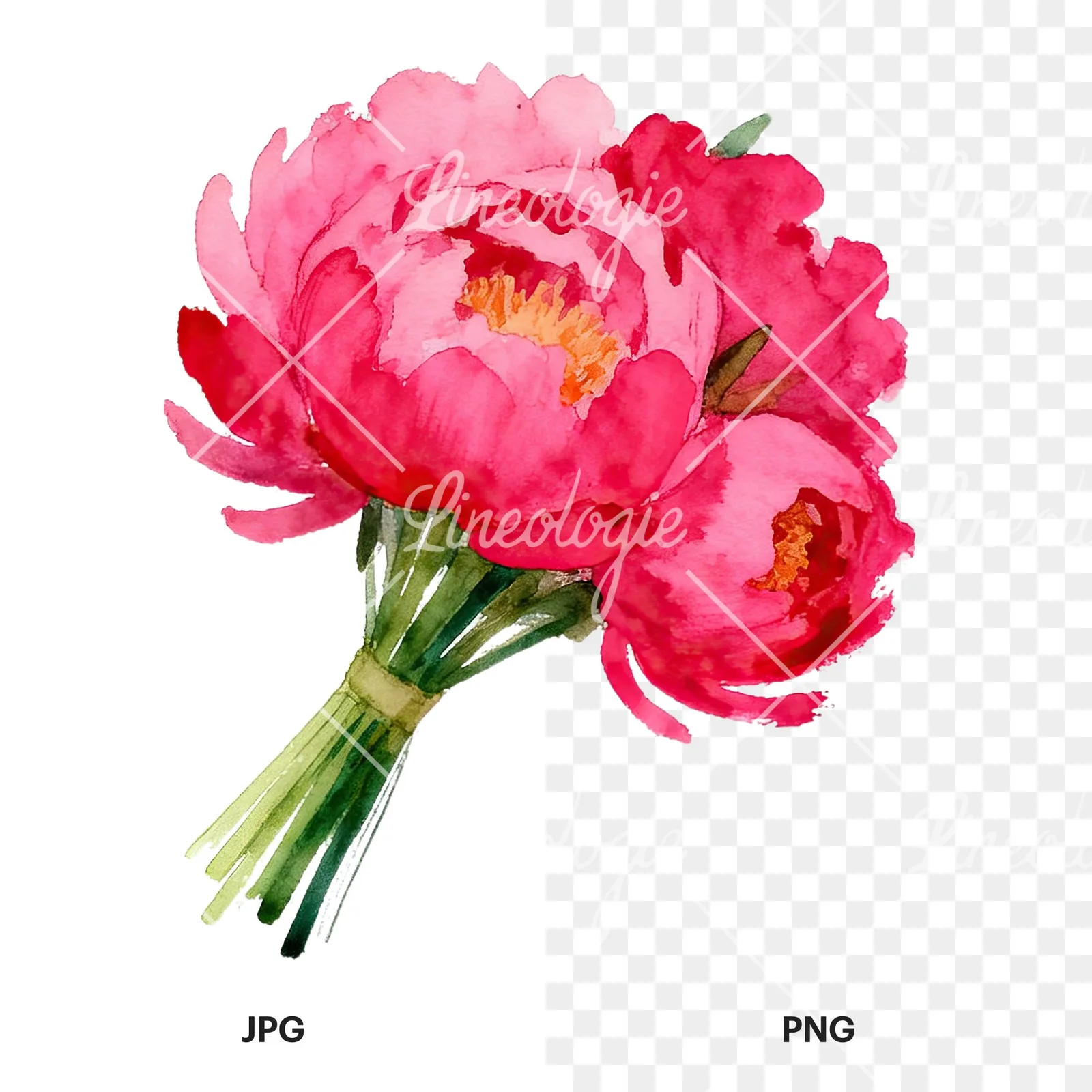Watercolor hot pink and orange wedding bouquet tightly clustered clipart 1 of 9, as a JPG on white and a transparent PNG