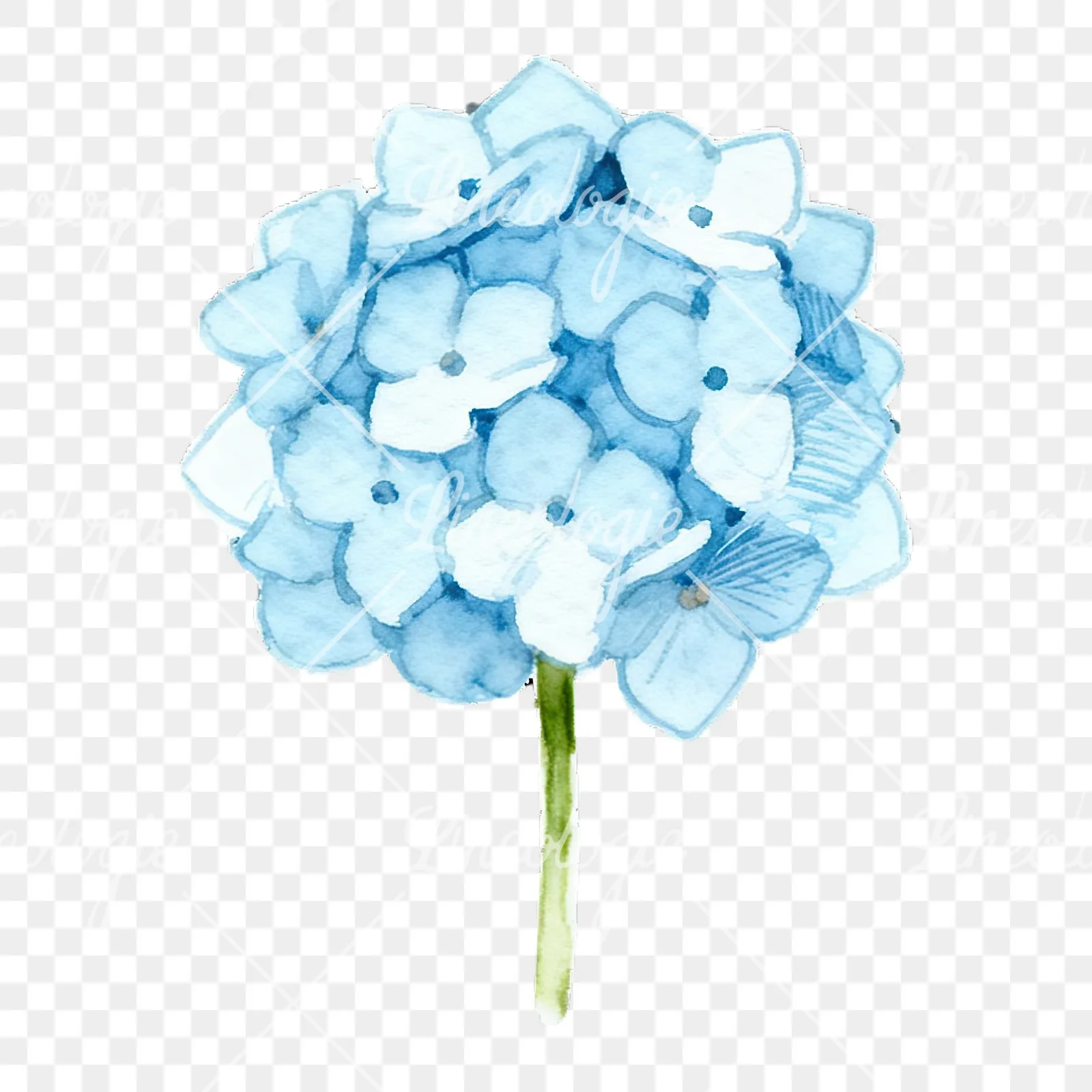 Watercolor single stem hydrangea clipart 2 of 9 on a transparent background (PNG)